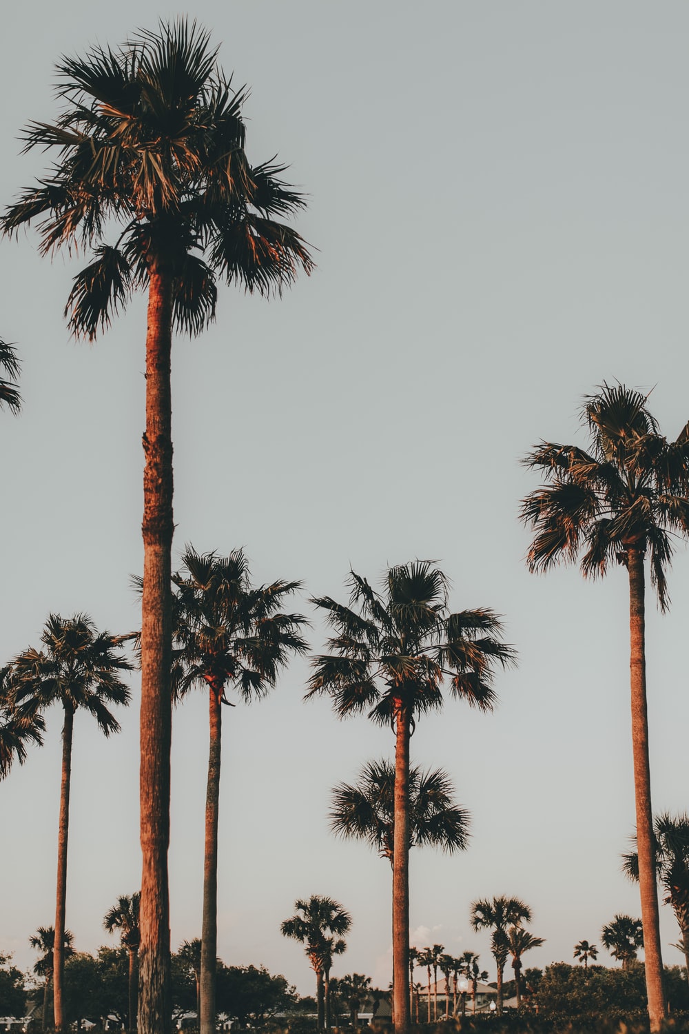 palm trees photo