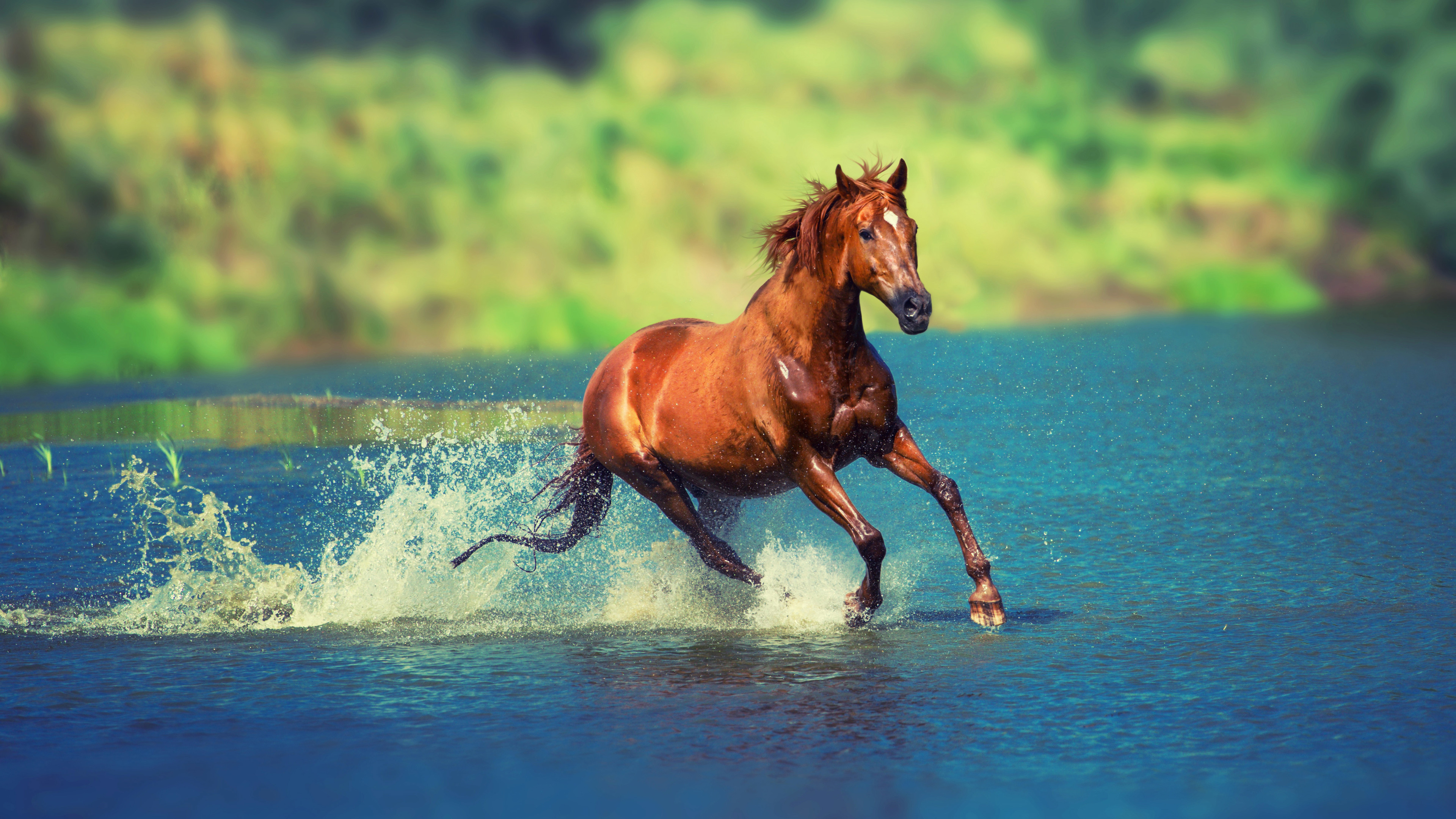 Wallpaper 4k Running Horse In Water 4k Wallpaper