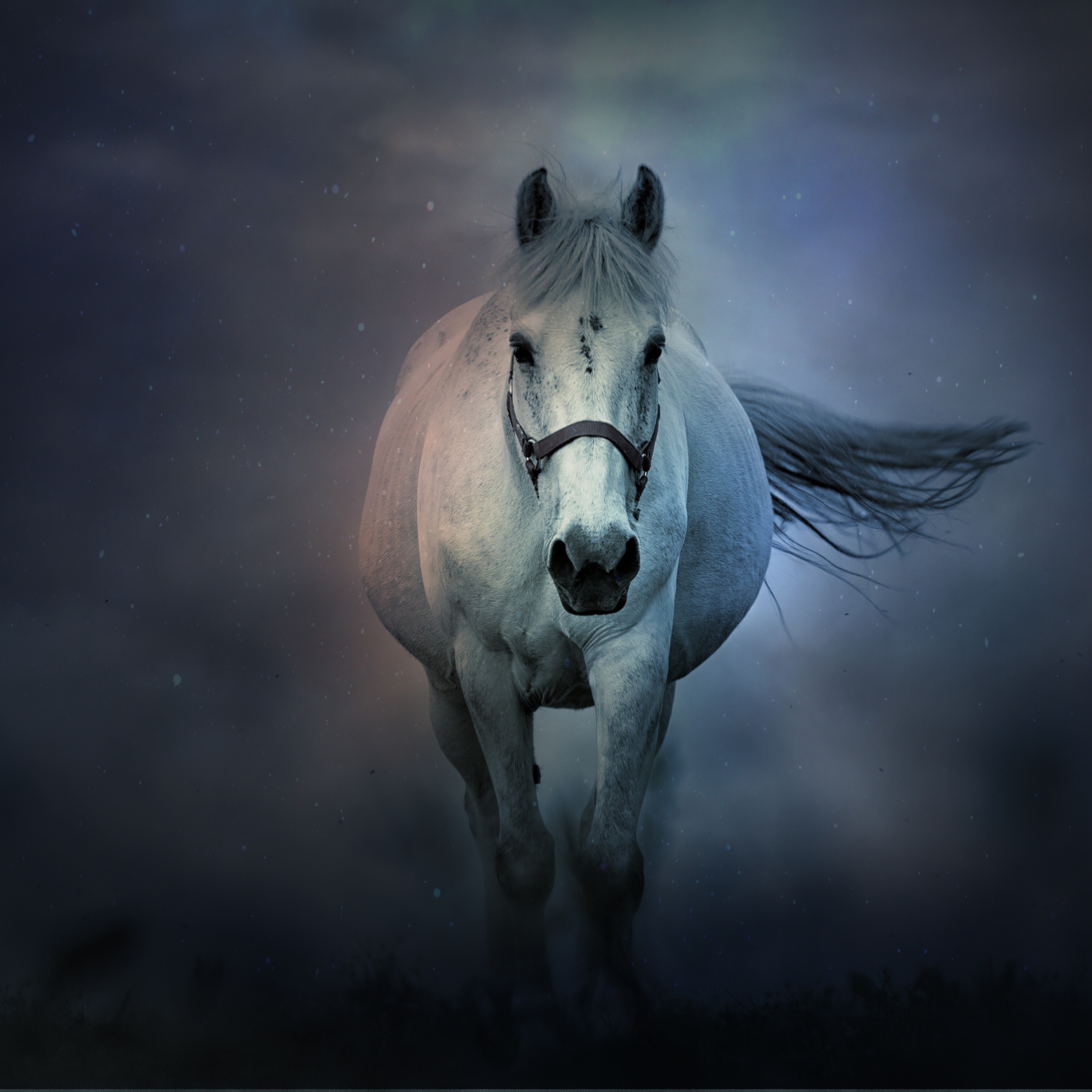 White horse Wallpaper 4K, Running Horse, Dark background, 5K, 8K, Animals