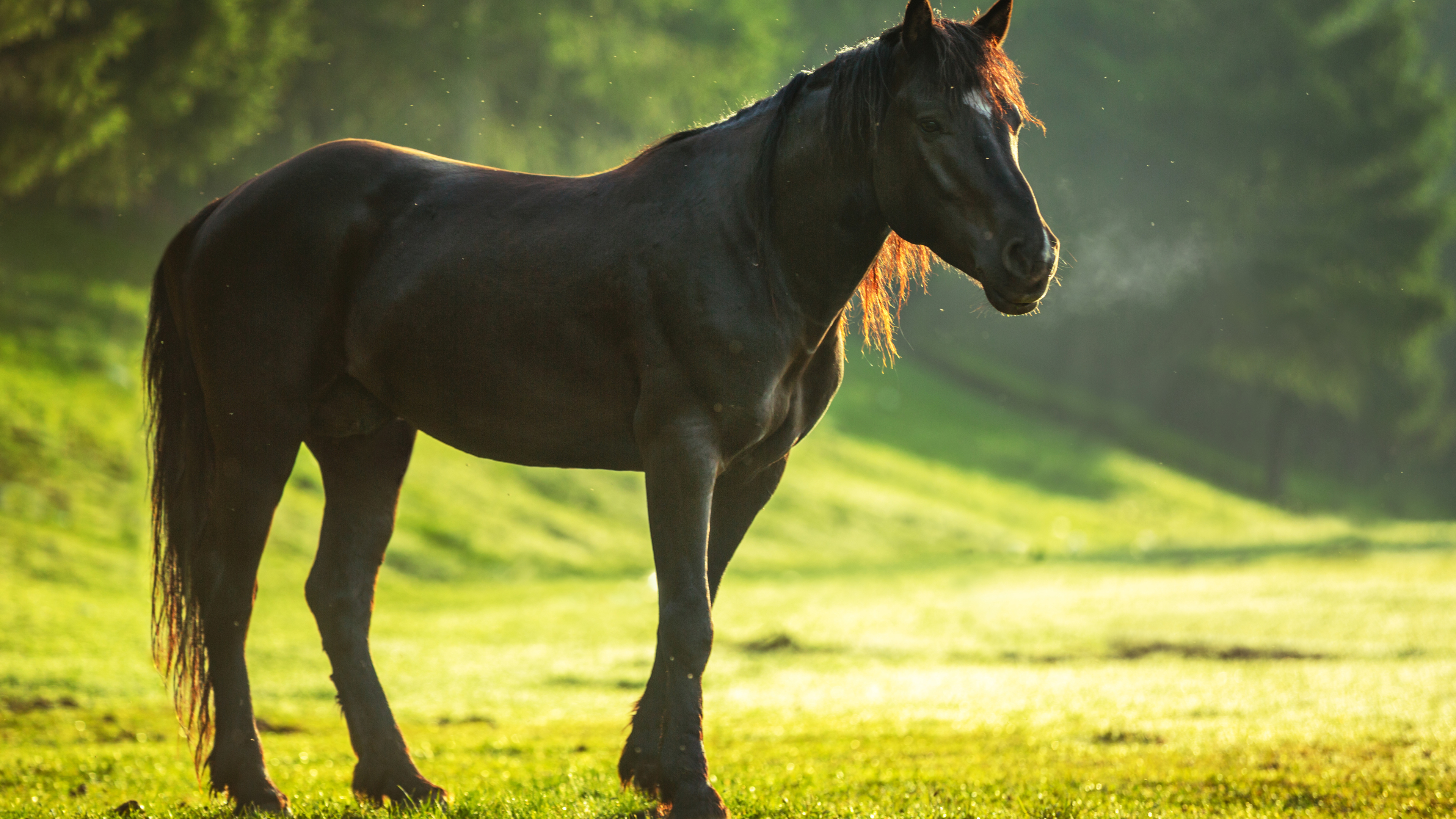Horse 4k 4k HD 4k Wallpaper, Image, Background, Photo and Picture