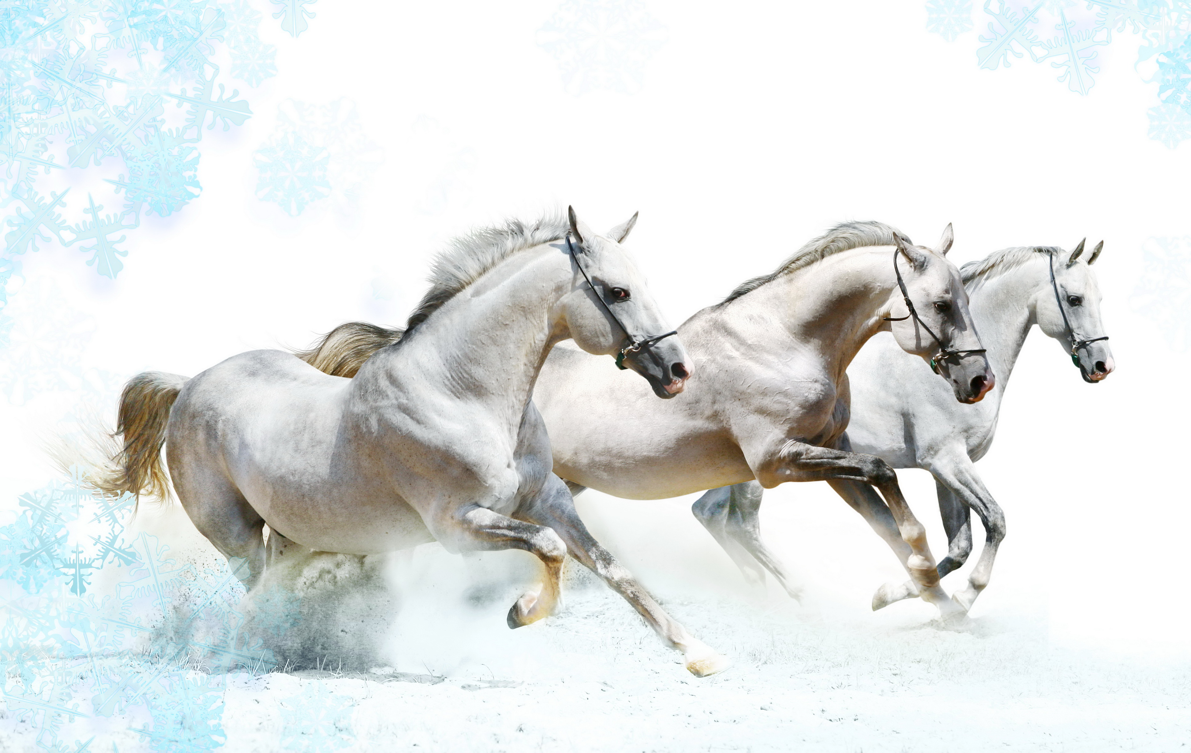Ultra HD Wallpaper Horses 4k