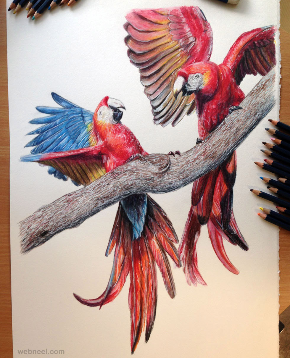 Beautiful Bird Drawings and Art works for your inspiration