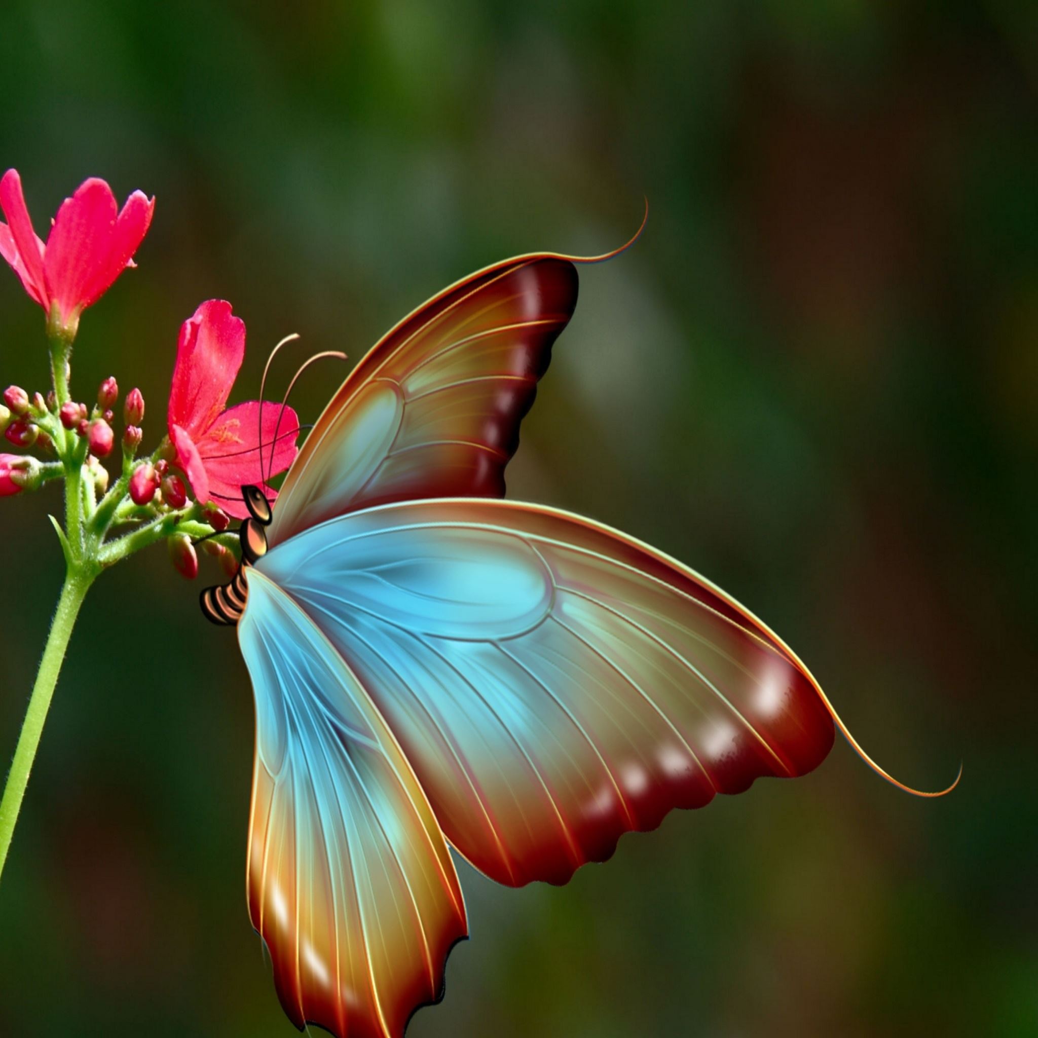 Silky Butterfly Art iPad Air Wallpaper Free Download