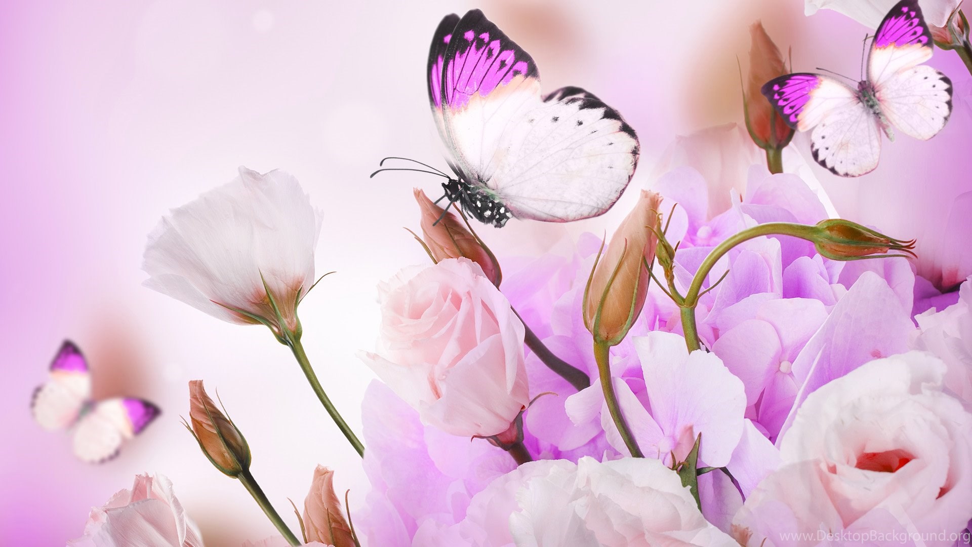 Pink Roses And Butterfly Art Wallpaper, Rose Flower Image, Rose. Desktop Background