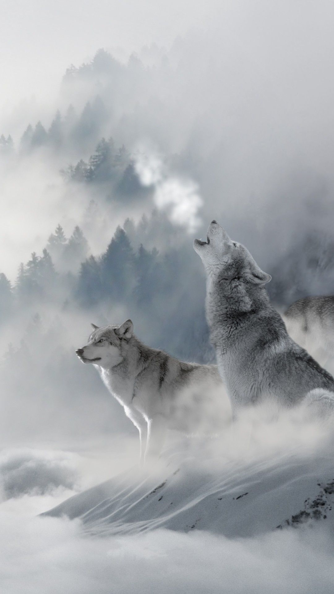 Wallpaper 660273. Winter wolves, Wolf spirit animal, Wolf wallpaper