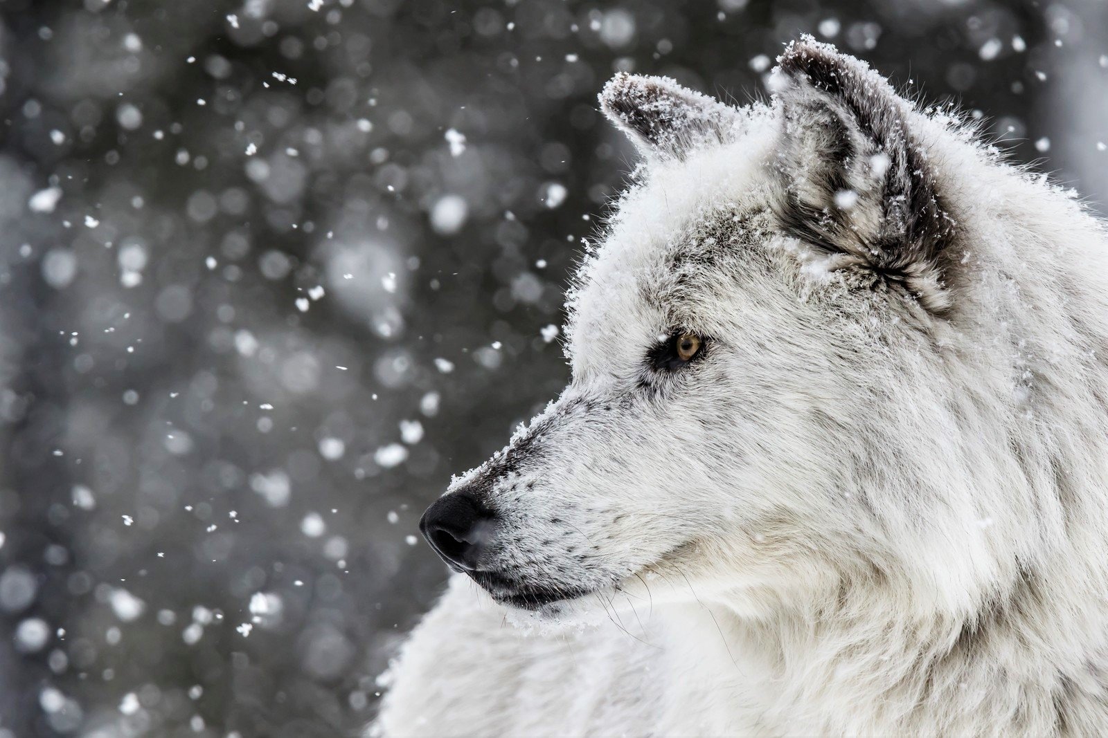 White Wolf in Winter Wallpaper and Background Imagex1067