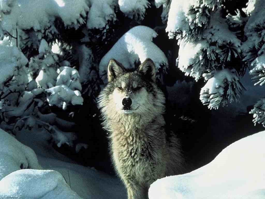 Wolf In The Winter Wolves Wallpaper Fanpop Desktop Background