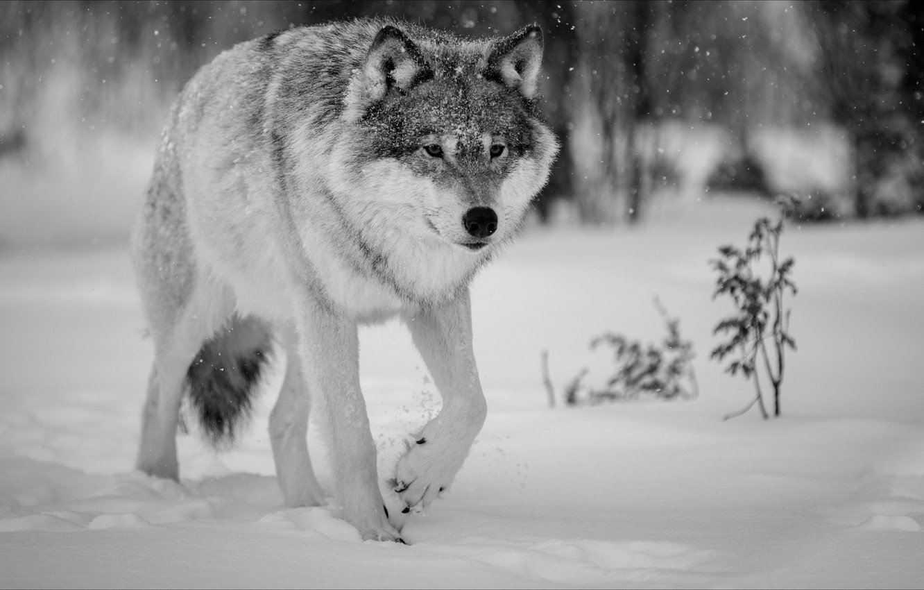 Wallpaper winter, wolf, Nature, animals, winter, wolf image for desktop, section животные