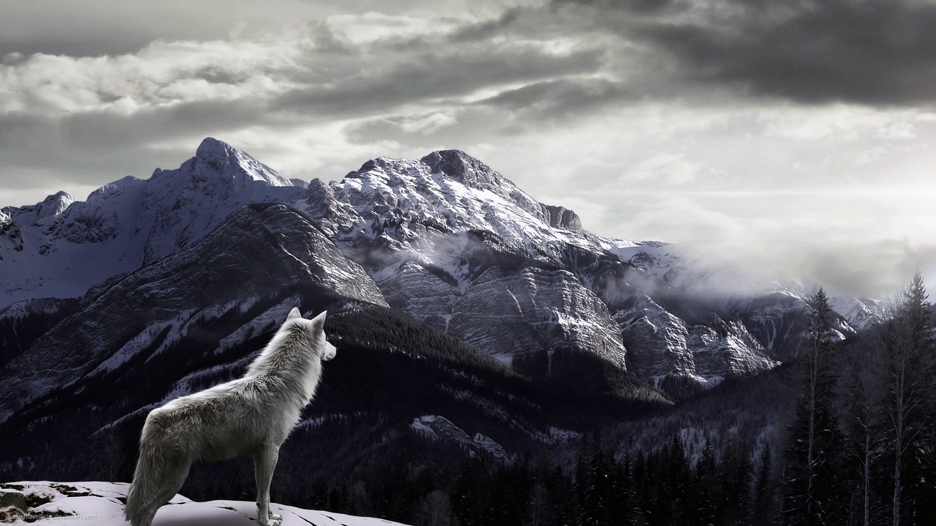 Winter Wolves HD Wallpaper