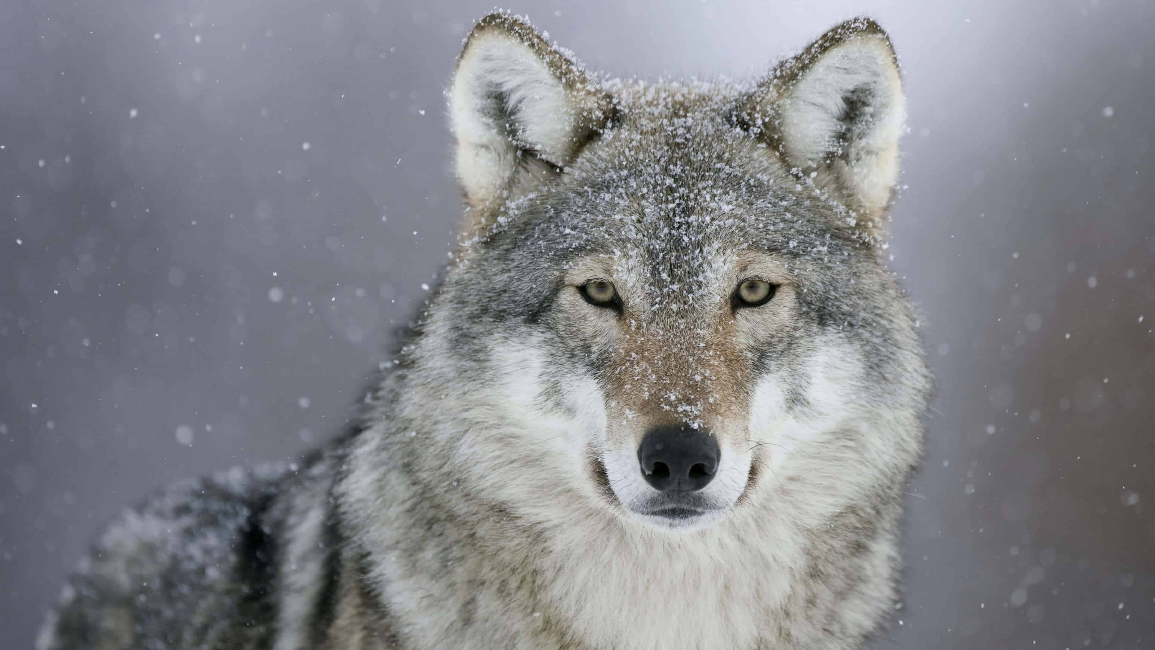 Winter Wolf UHD 4K Wallpaper