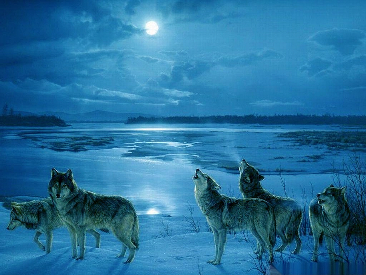 Wolf Wallpaper Wolves Desktop Background