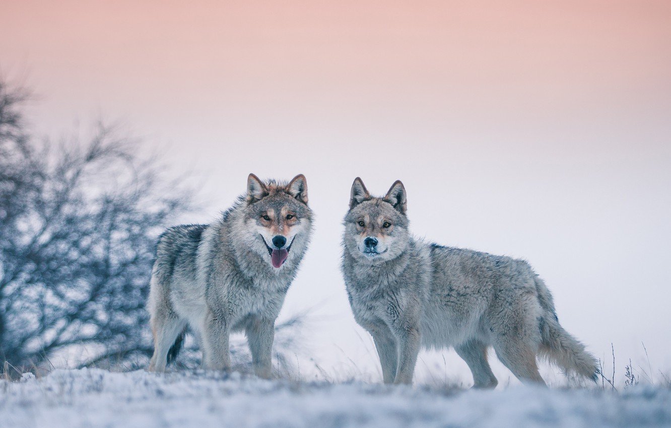 Wallpaper winter, wolves, bokeh image for desktop, section животные