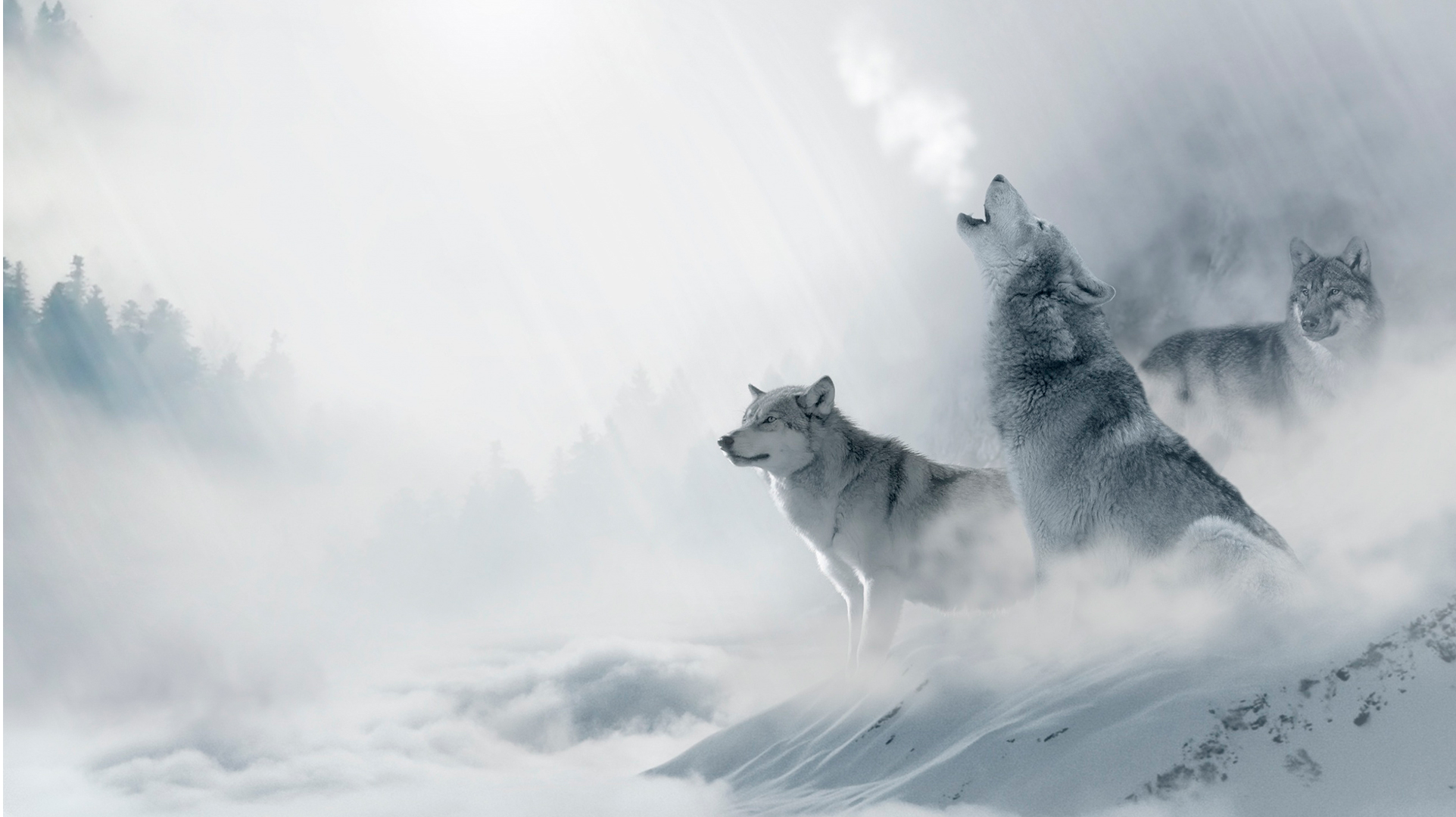 Wildlife Winter Wolves HD Wallpaper