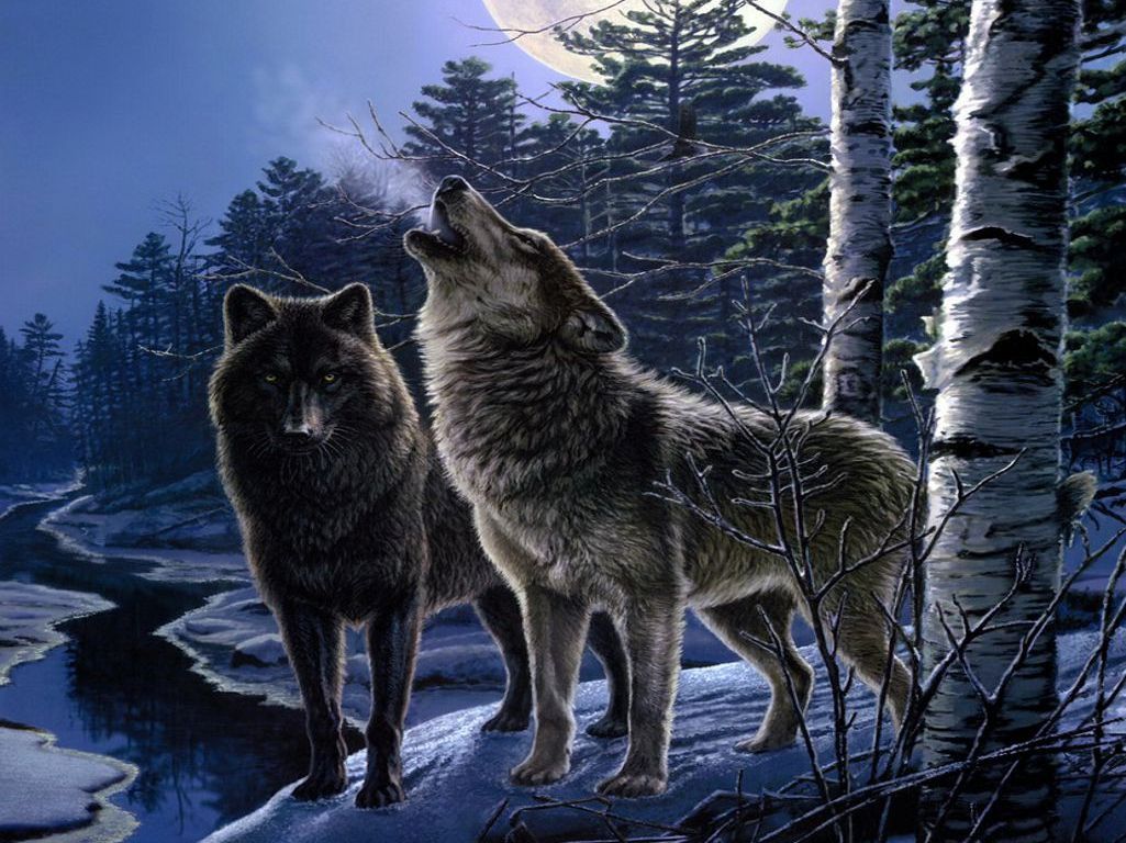 Wolveshowl Forest Snow Winter Wolf Predator Wolves Artwork Other