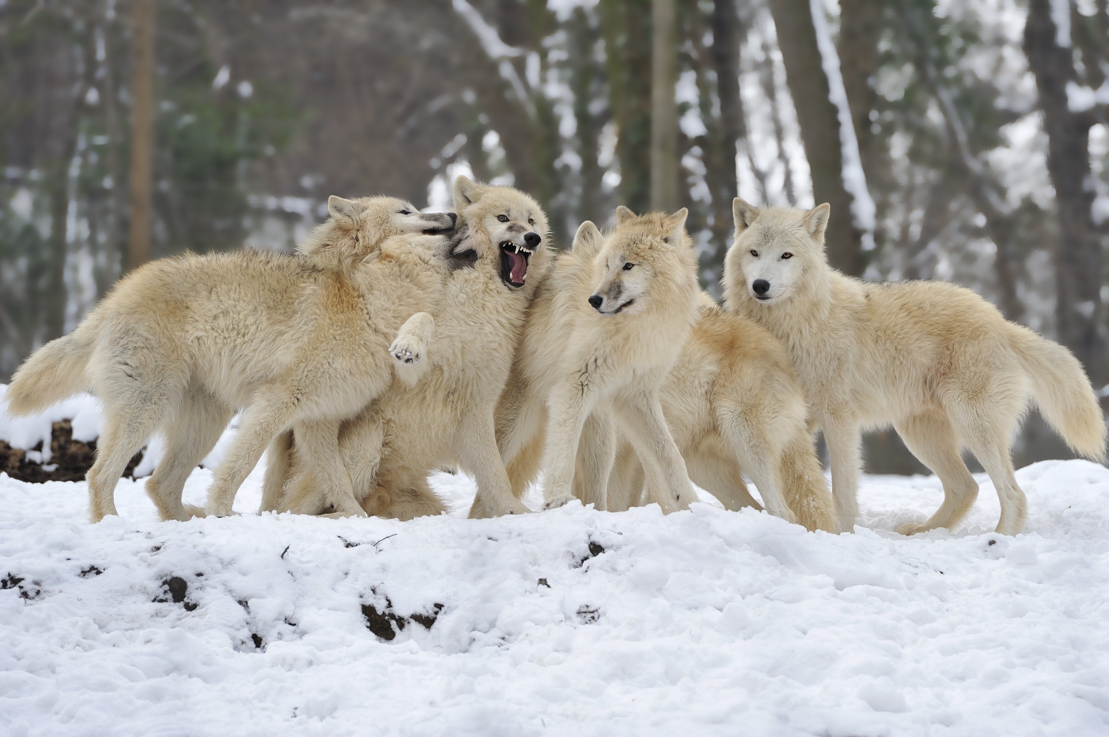 wolves, Pack, Snow, Winter, Wolf Wallpaper HD / Desktop and Mobile Background