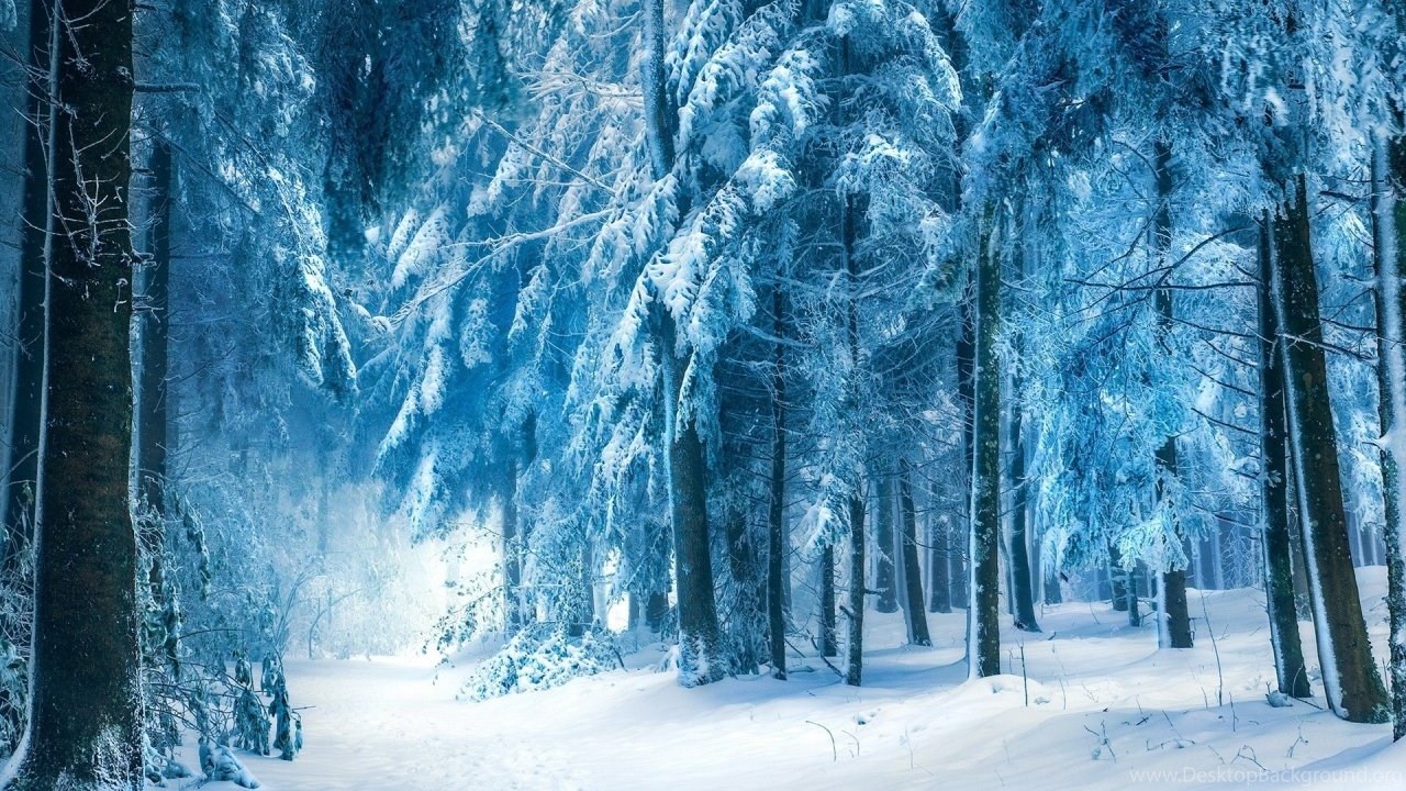 Light Blue Winter Forest Desktop PC And Mac Wallpaper Desktop Background