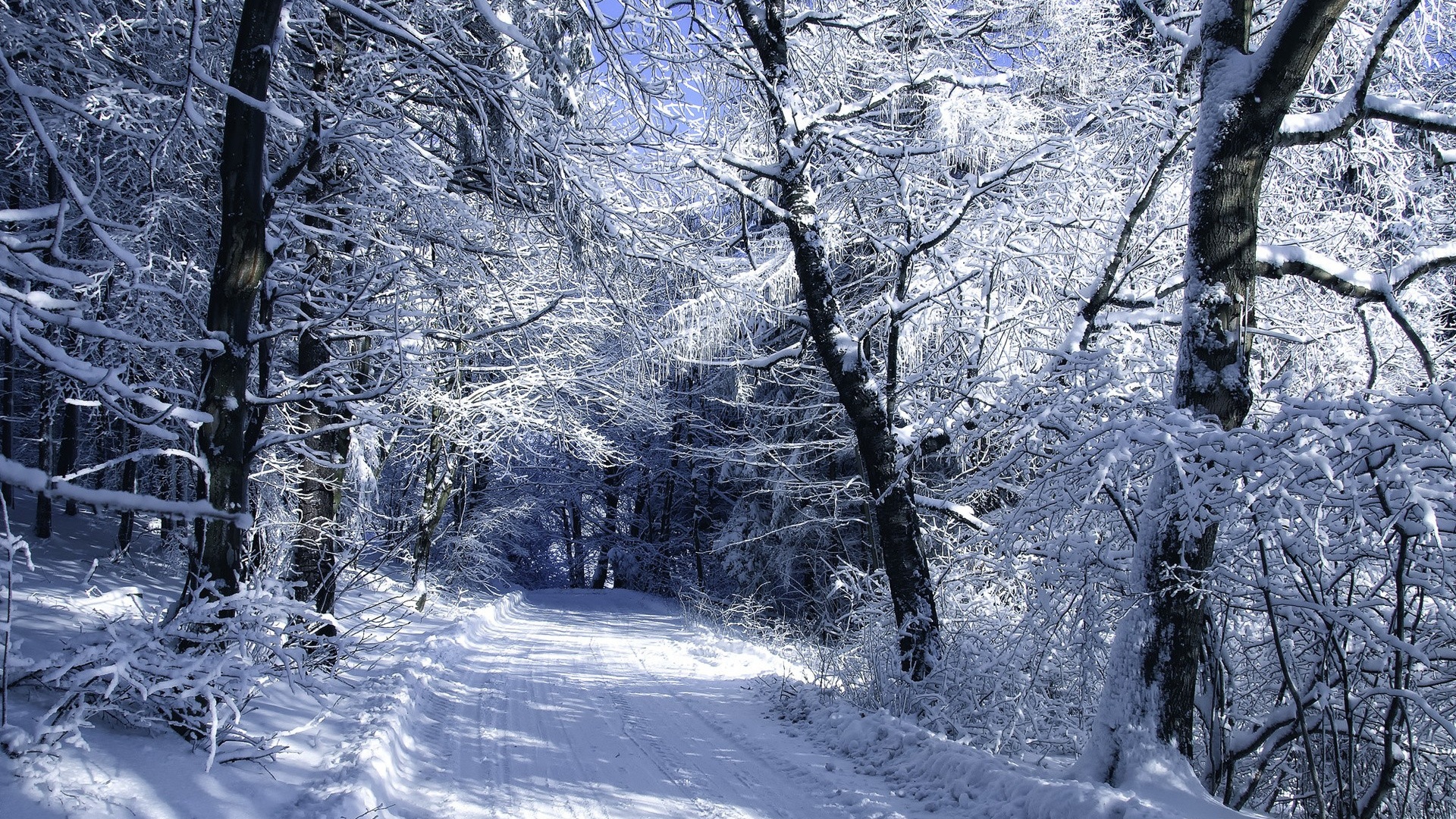 Pretty Winter Forest & Road desktop PC and Mac wallpaper