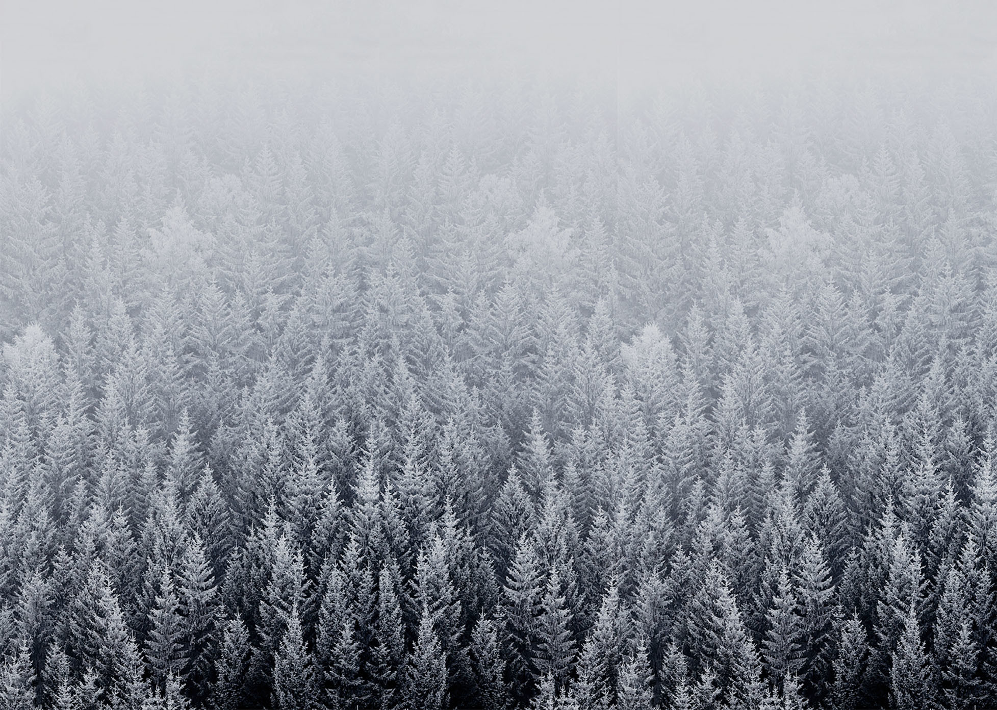 Snowy Forest Desktop