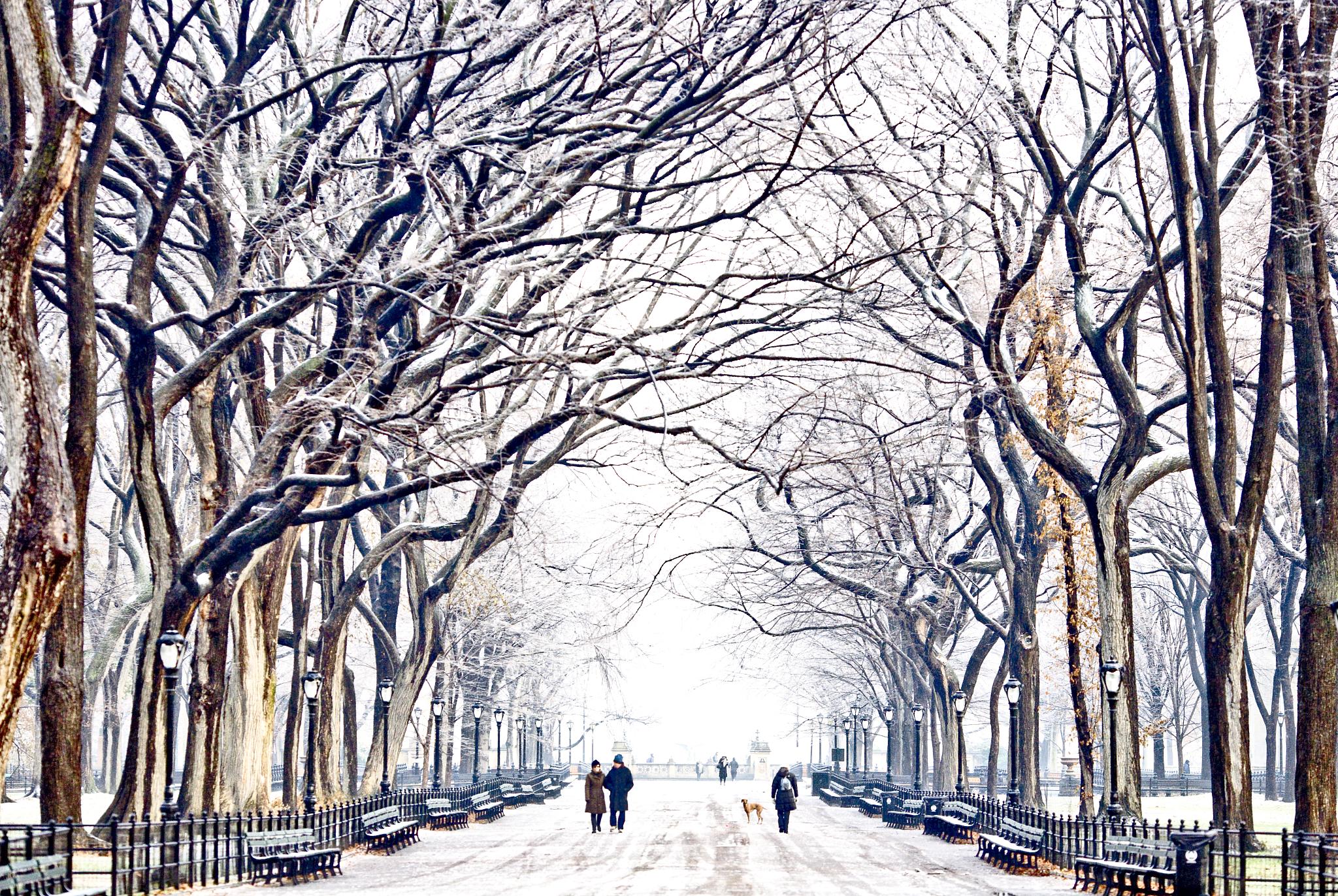 Wallpaper, trees, city, sky, park, snow, winter, branch, frost, USA, Manhattan, Freezing, tree, 10, snowy, newyork, centralpark, nyc, fav100, fav10, fav20, fav50, fav30, fav40, fav80, fav70, fav25, fav60, unitedstates, newyorkcity, unitedstatesofamerica