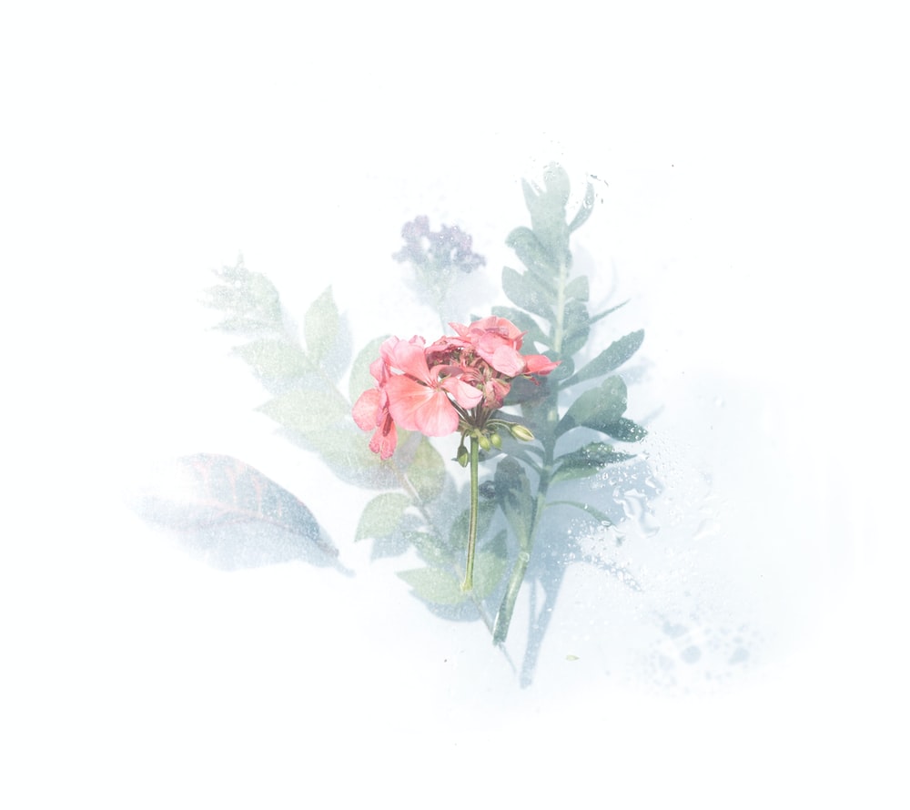 Watercolor Flower Picture. Download Free Image