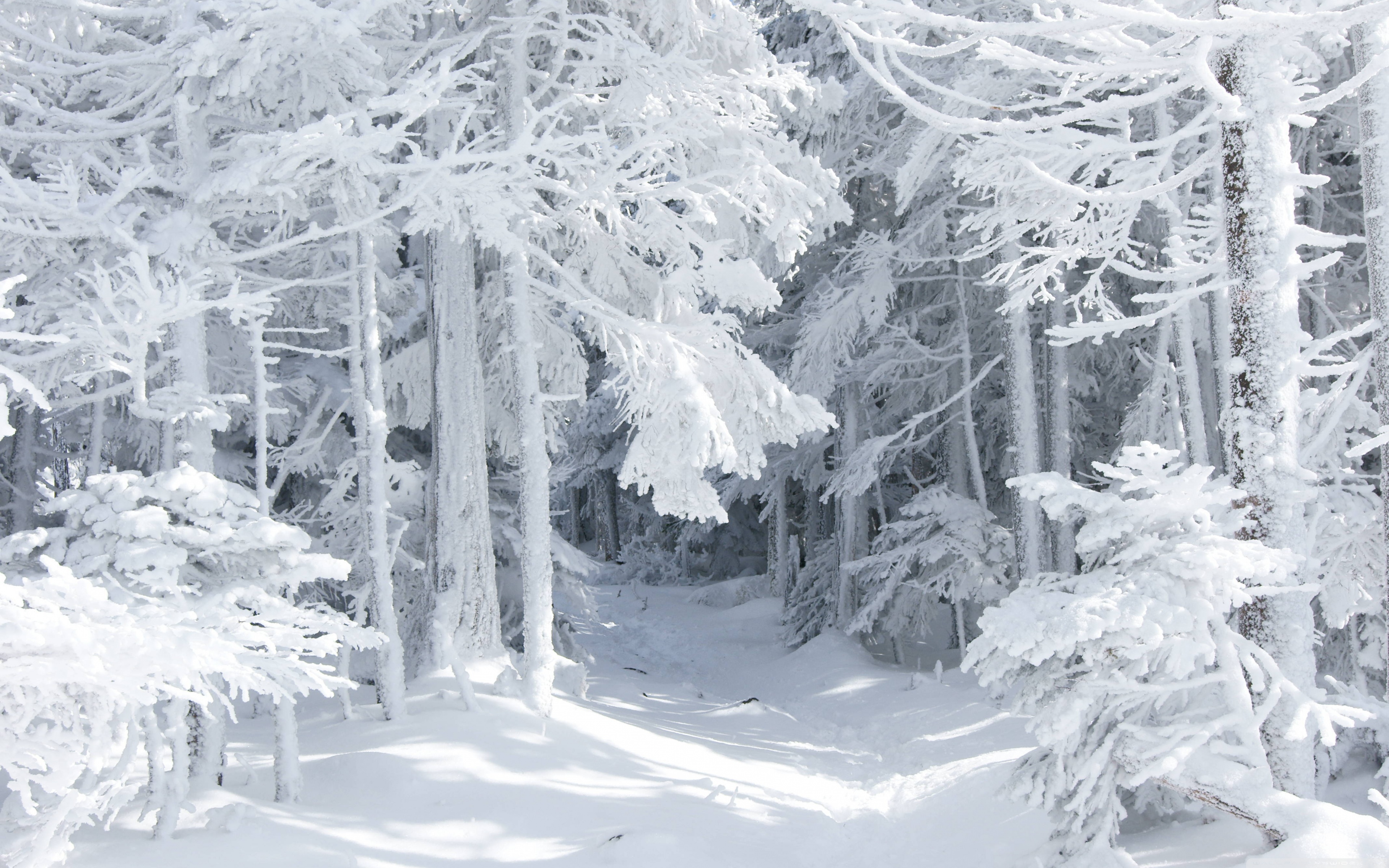 Snow White Wood Desktop Wallpaper Resolution Snow Forest Wallpaper & Background Download
