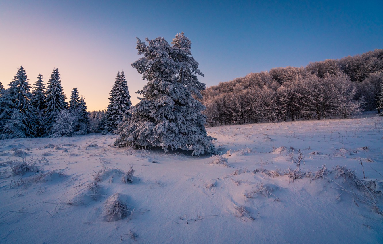 Wallpaper winter, forest, snow, the evening, ate, the snow, snowy image for desktop, section пейзажи