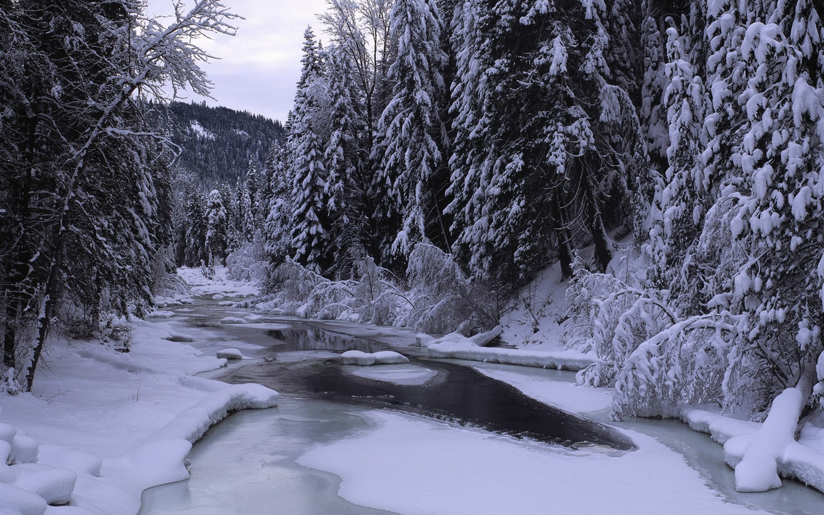 Winter Forest Desktop Wallpaper Winter Scenery