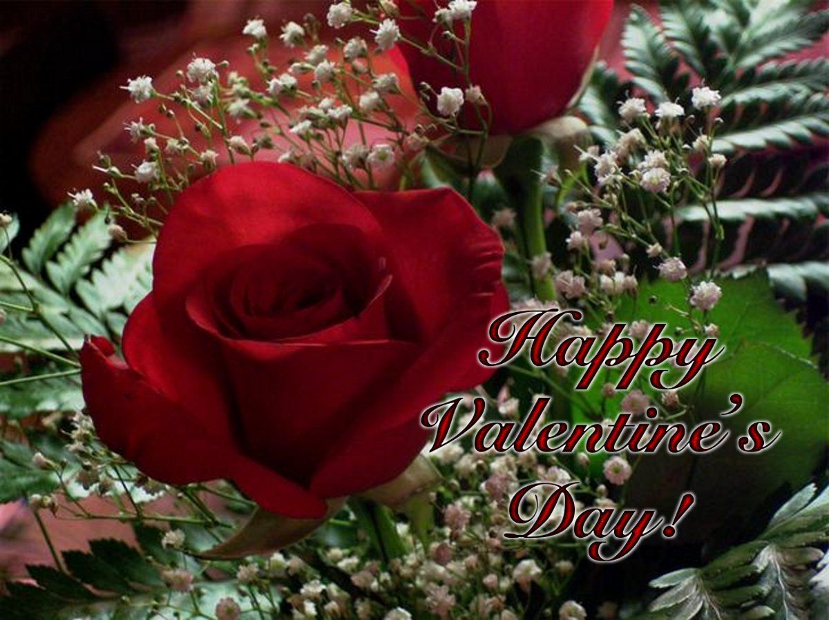 Valentine's Day Red Roses. Happy valentines day rose, Happy valentines day picture, Happy valentines day
