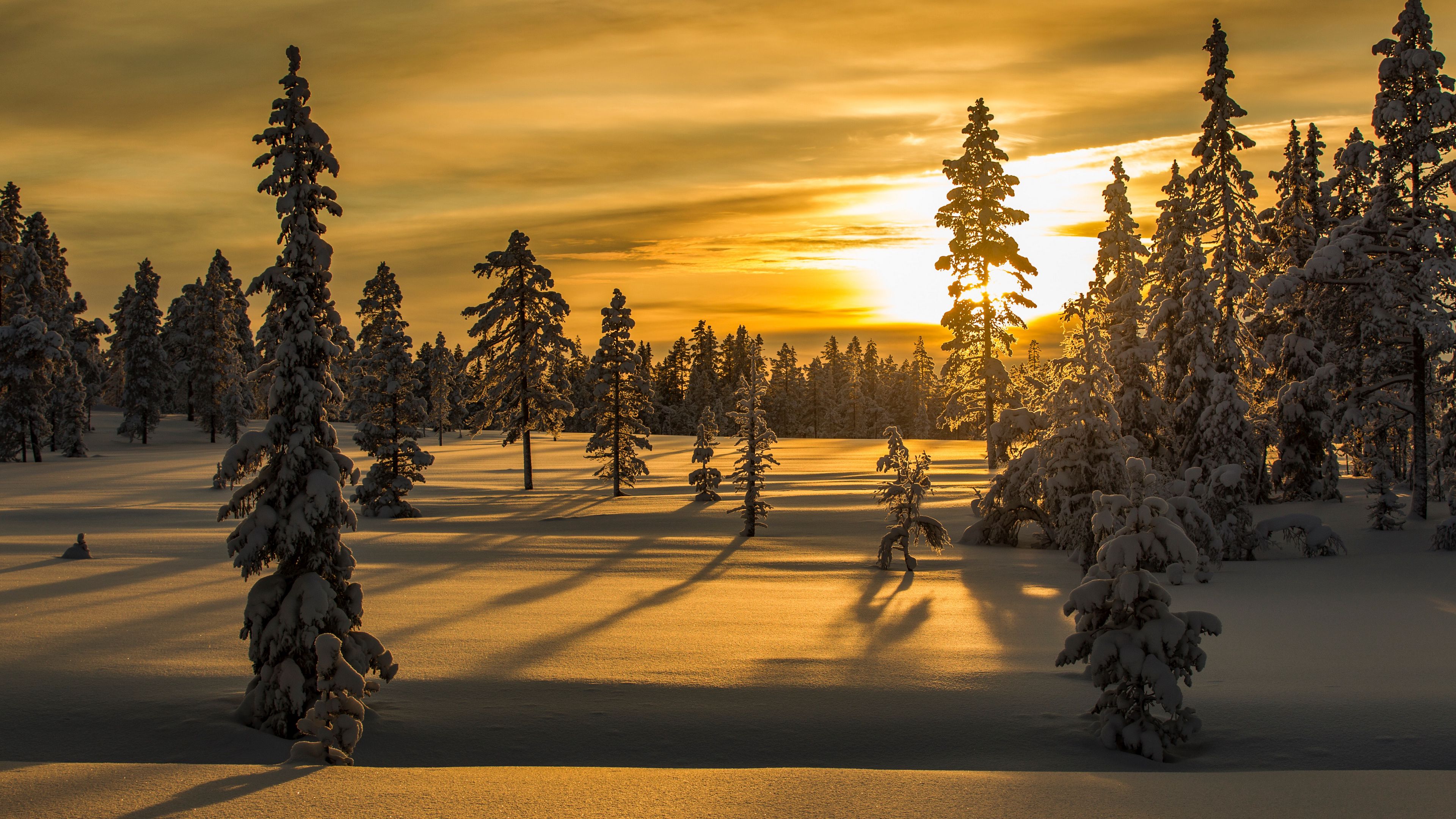 Download Wallpaper 3840x2160 Winter, Snow, Fir Tree, Trees, Sunset 4k Uhd 16:9 HD Background