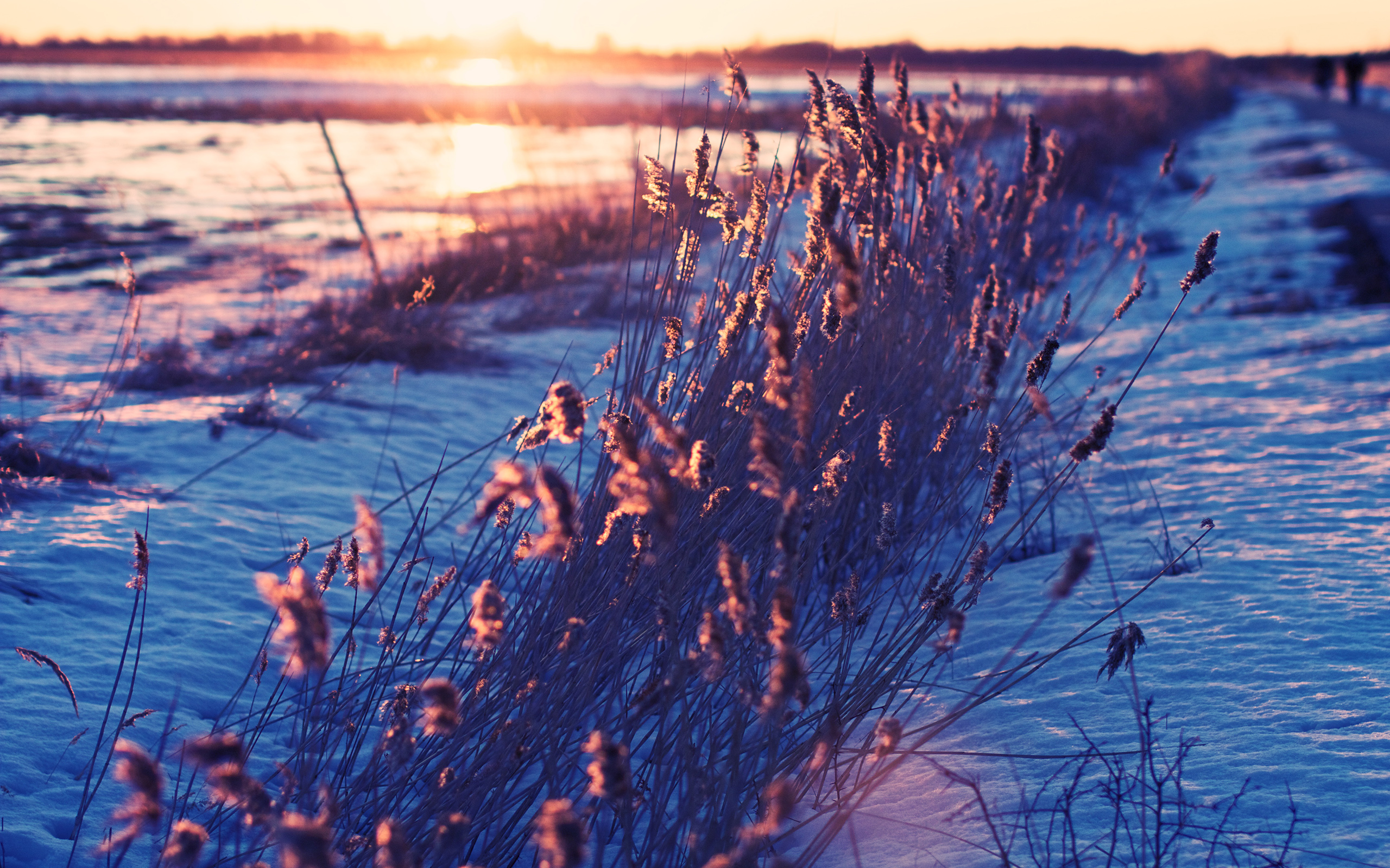 Winter, Grass, Sunlight, Fields, Sunrise, Frozen HD wallpaper