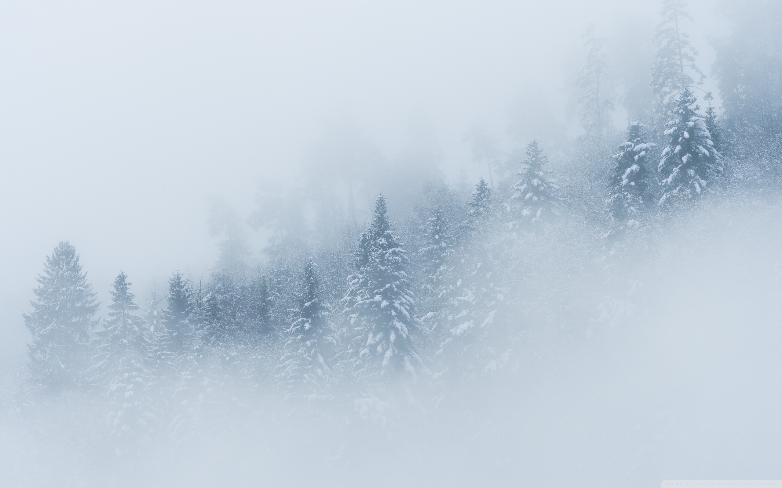 Mountain Forest Landscape, Fog, Winter Ultra HD Desktop Background Wallpaper for 4K UHD TV, Widescreen & UltraWide Desktop & Laptop, Multi Display, Dual Monitor, Tablet