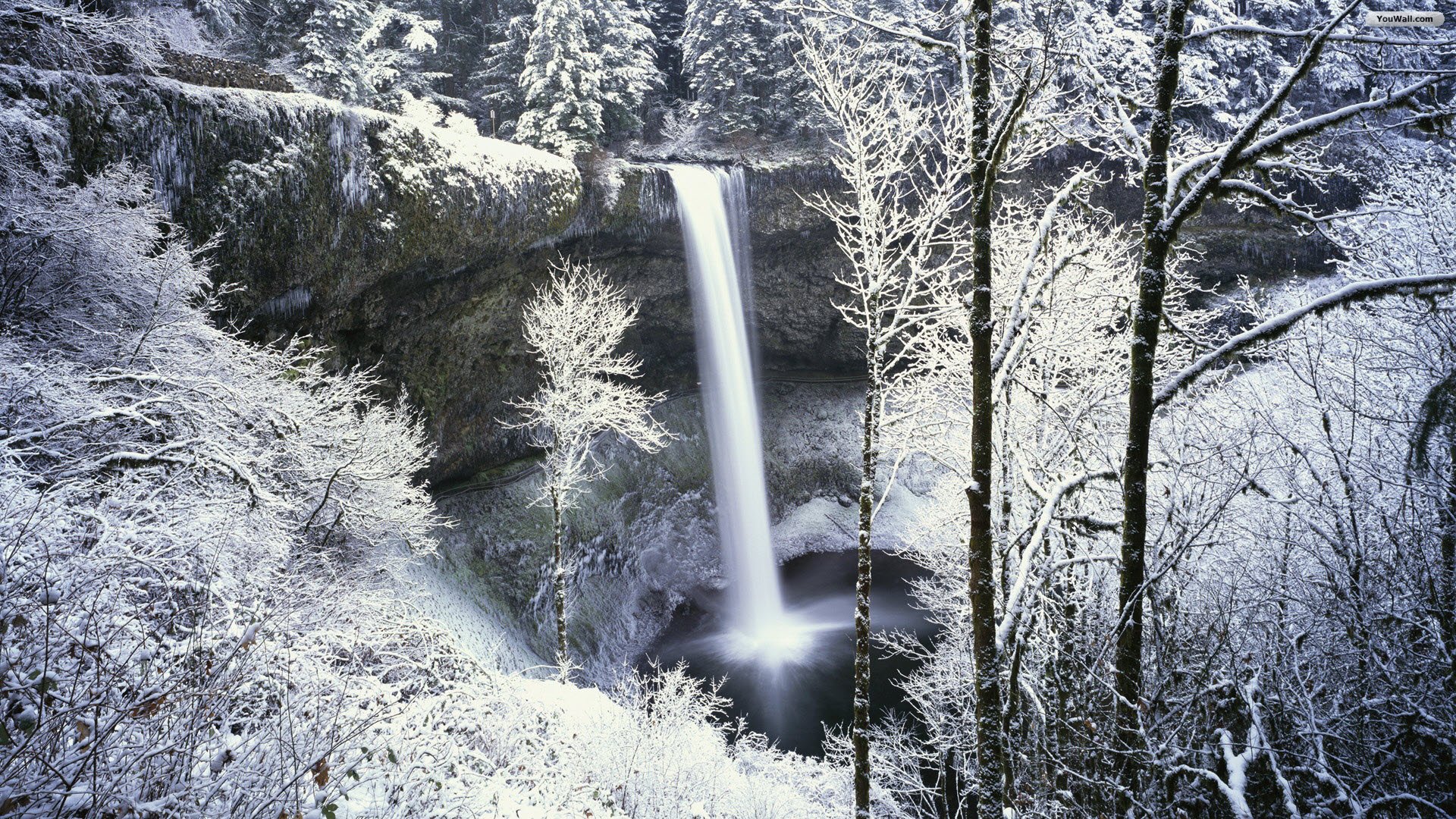 Snowy Forest Desktop Wallpaper