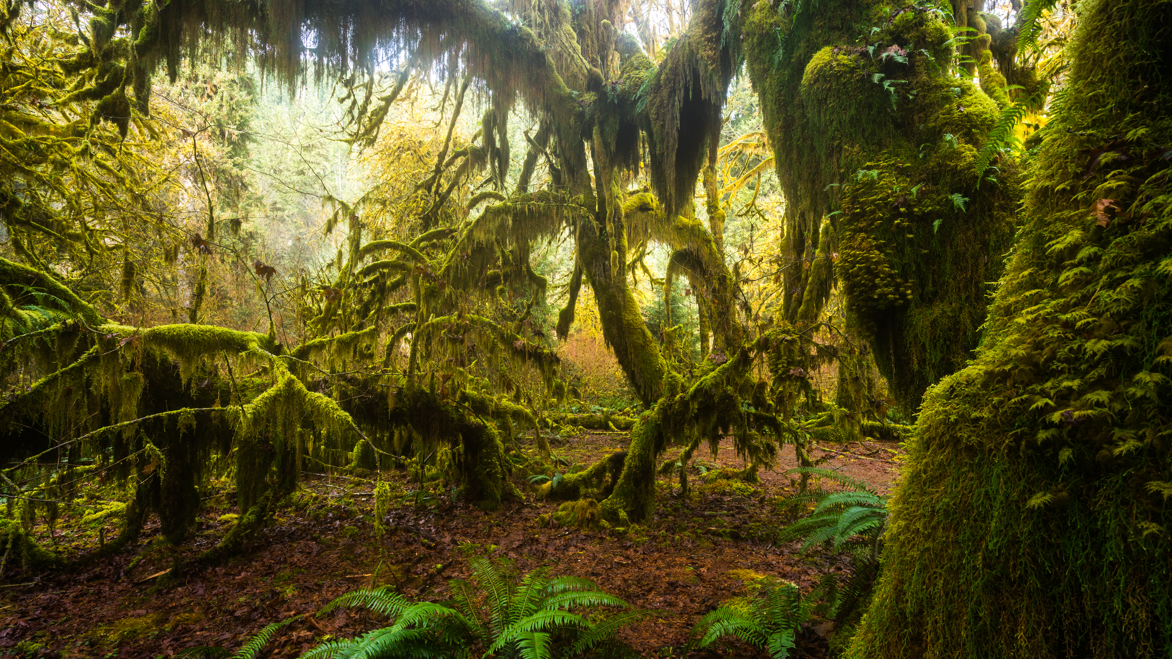 4K HD Nature Relaxation Video: Hoh Rain Forest. Part 1