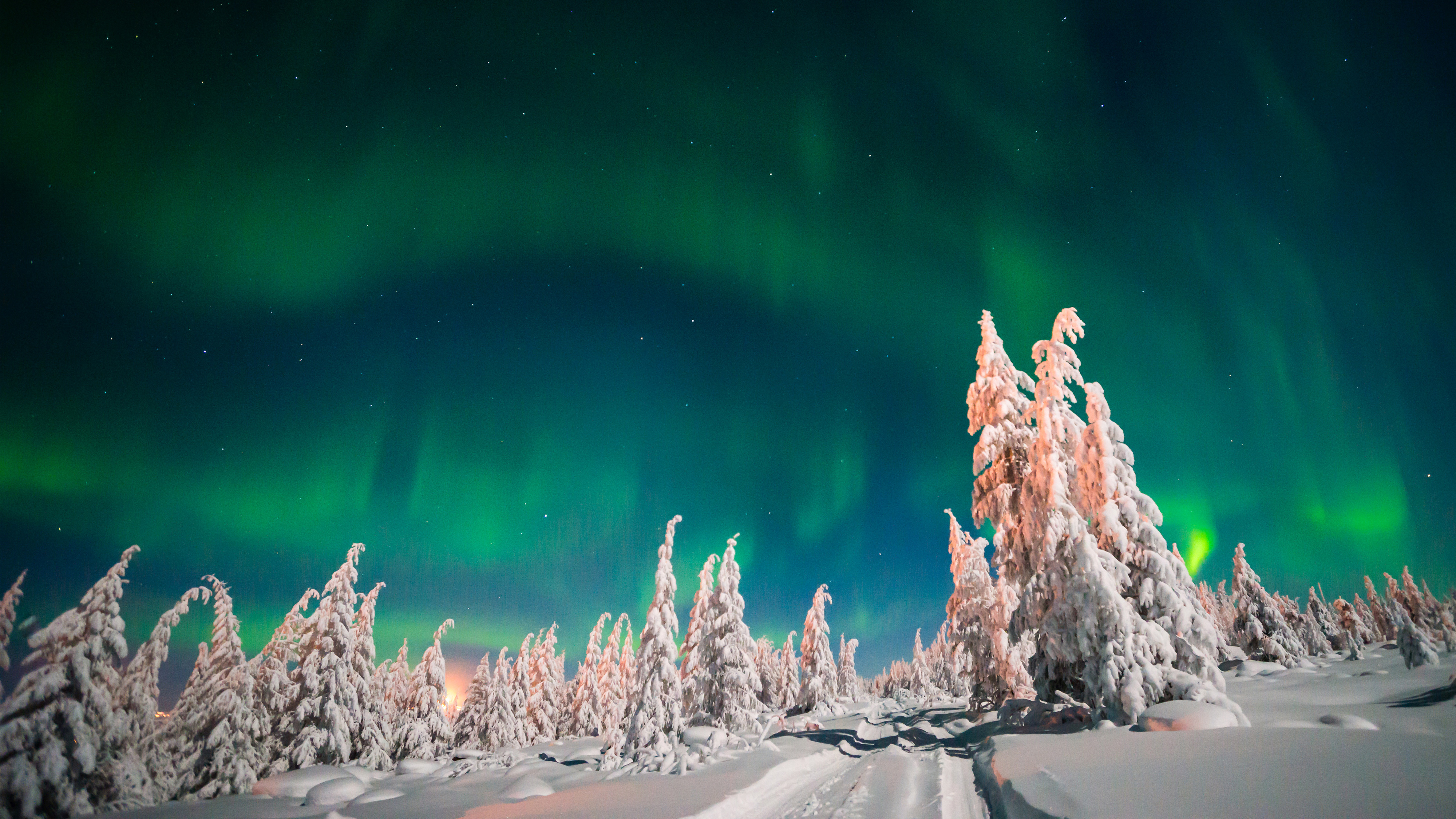 Winter Forest Aurora Borealis