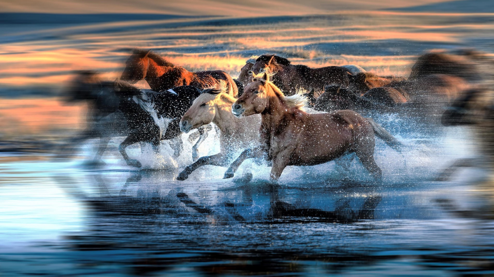 motion Blur, Water, Running, Animals, Horse Wallpaper HD / Desktop and Mobile Background