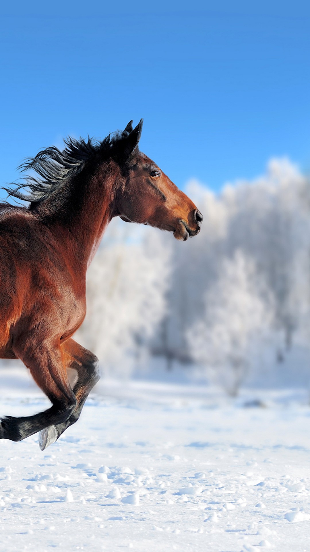 Wallpaper horse, cute animals, snow, winter, 4k, Animals