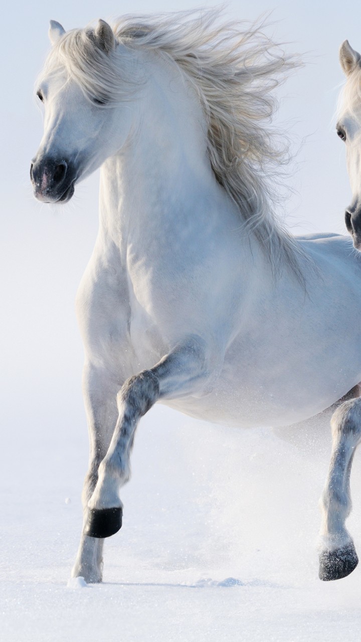 Wallpaper horses, cute animals, snow, winter, 5k, Animals