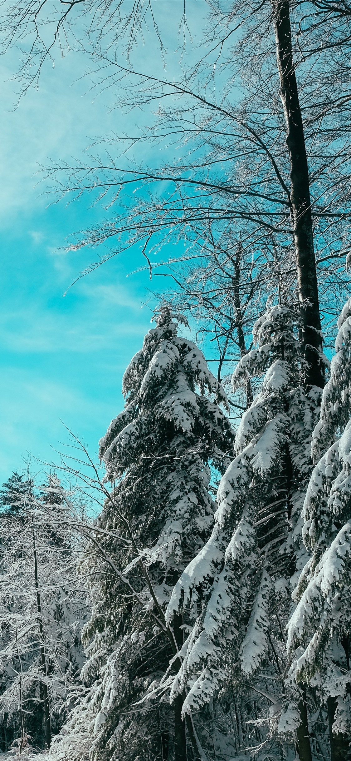 Winter, Spruce, Trees, Snow 1242x2688 IPhone 11 Pro XS Max Wallpaper, Background, Picture, Image