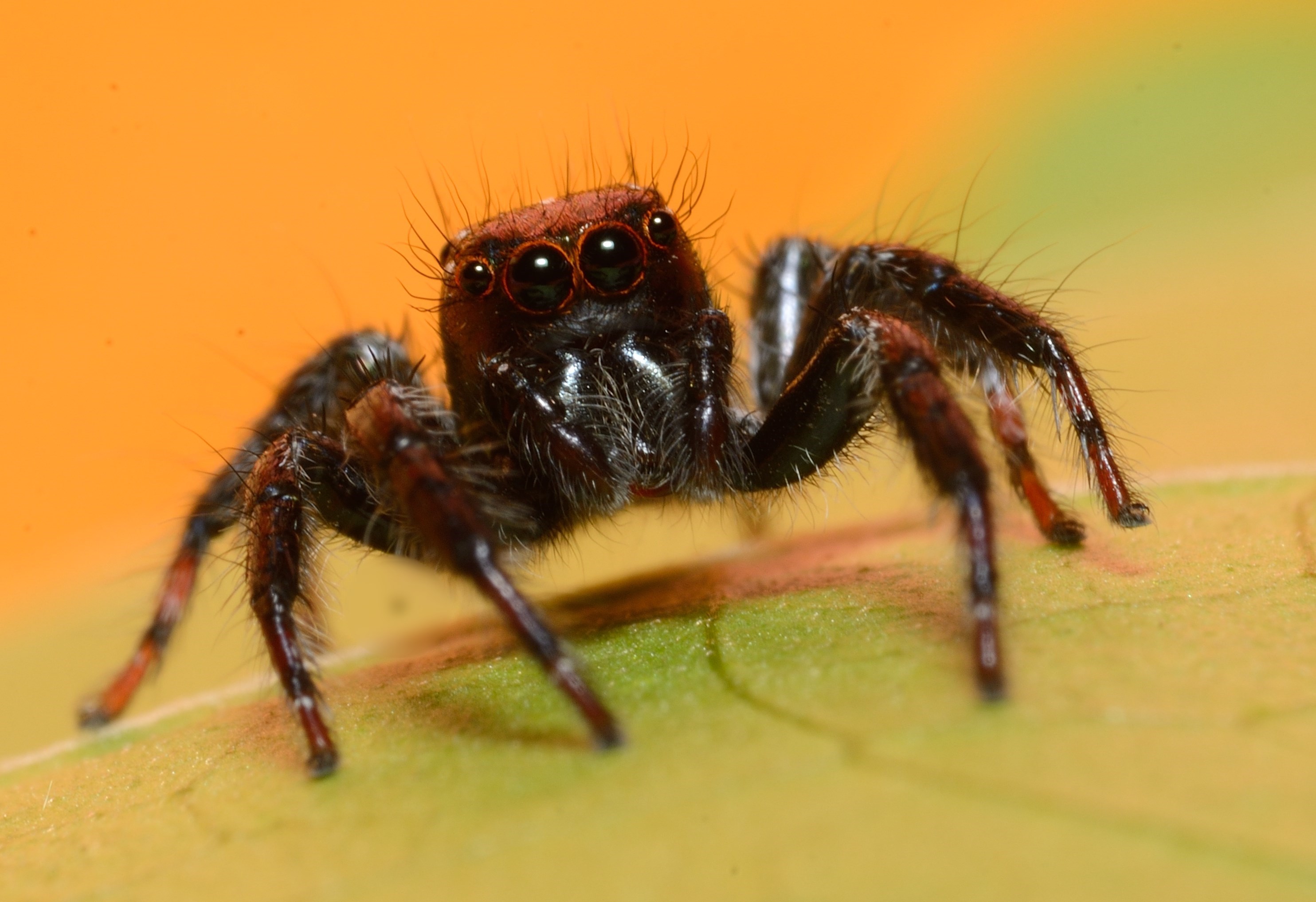 Wallpaper, black, cute, nature, animals, closeup, spider, jumping, eyes, Nikon, bokeh, spiders, multicoloured, bugs, colourful, jumpingspiders, compoundeyes, jumpingspidersinindia 2968x2034