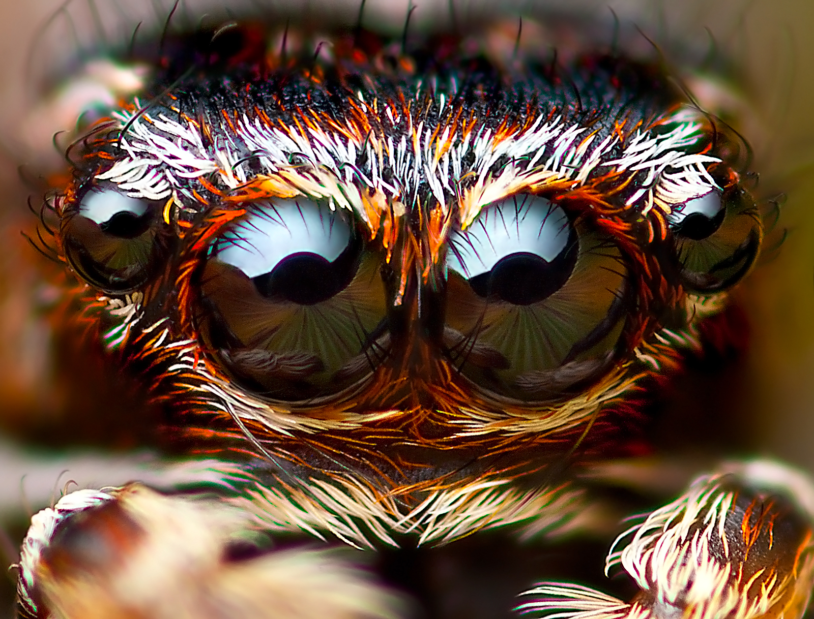 Wallpaper, picture, portrait, macro, green, nature, beautiful, animal, Canon, photography, spider, photo, jumping, eyes, colours, pentax, spiders, 28mm, stack, lukas, colourful, reversed, supermacro, Bellows, median, Lithuania, jumpingspider