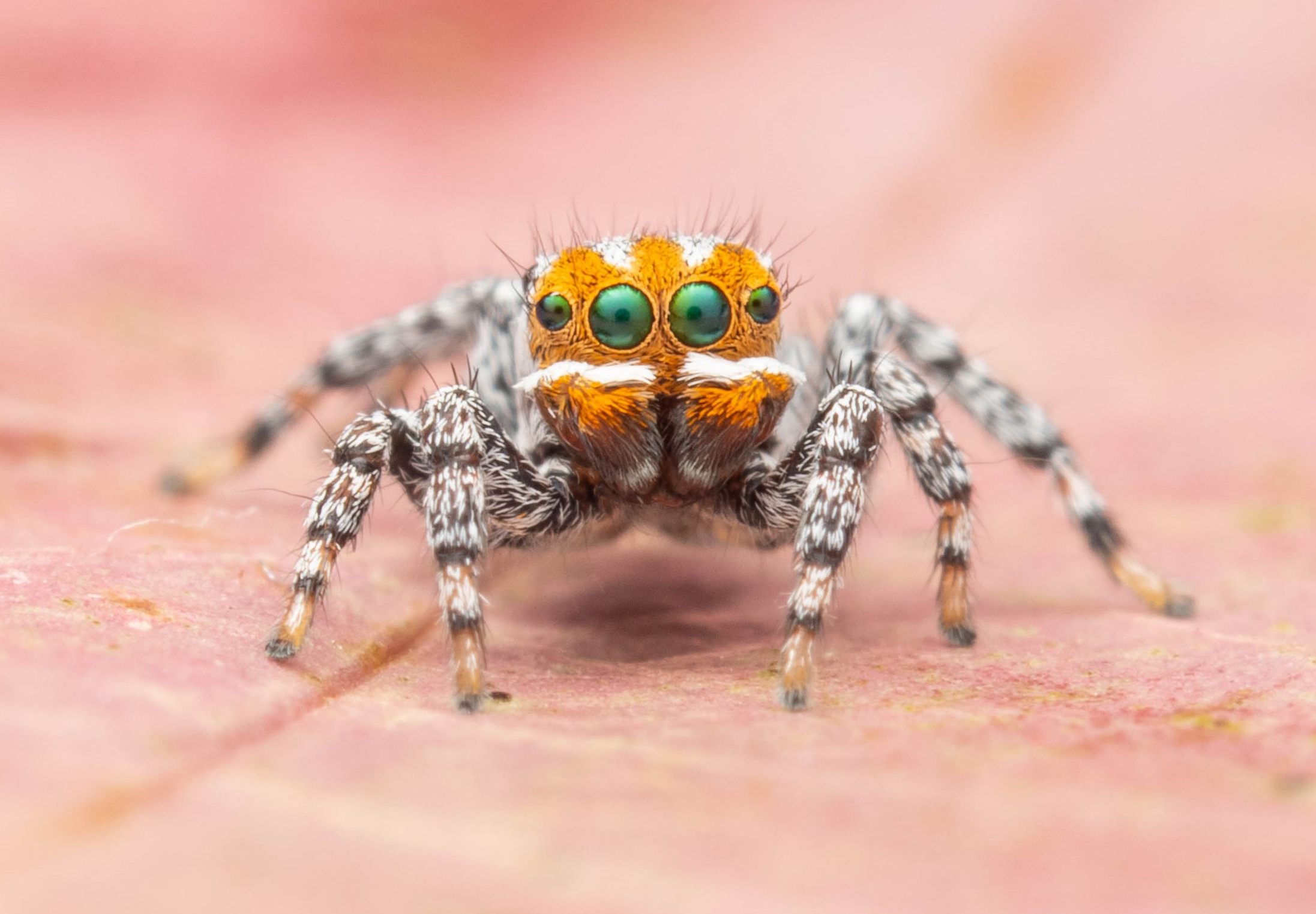 Nemo found: new species of dancing peacock spider named