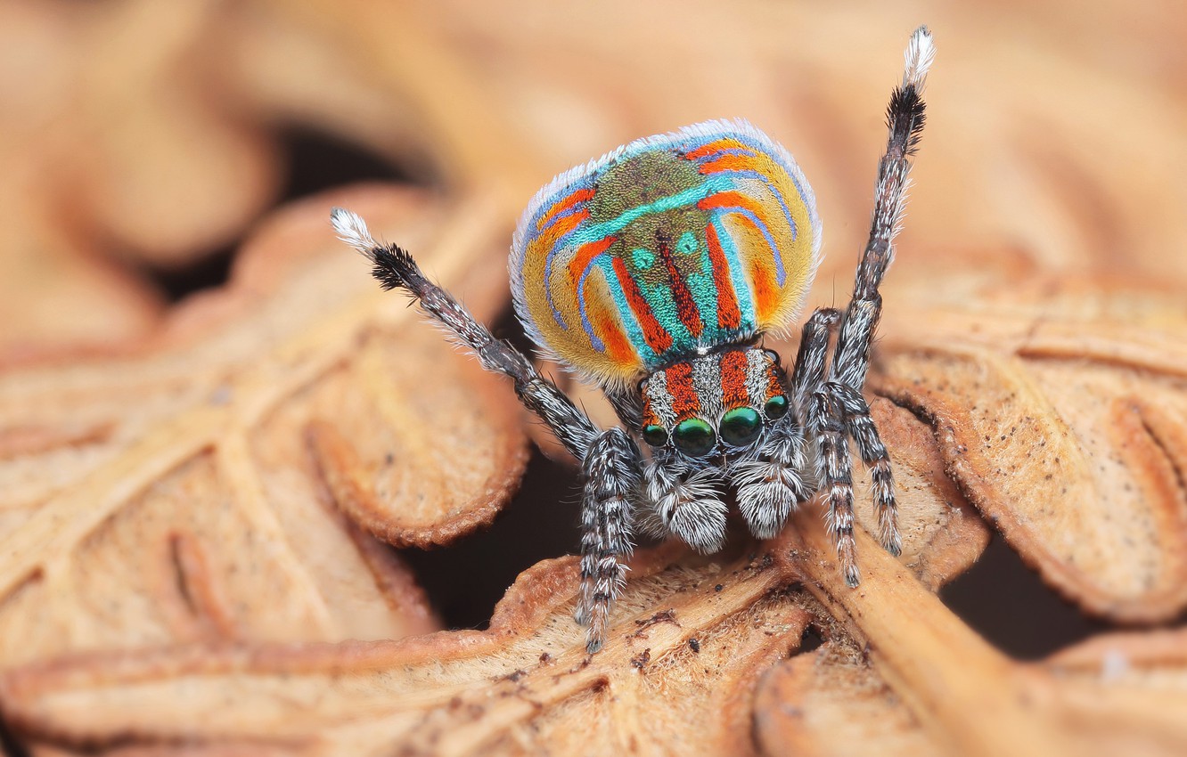 Colourful Spiders Wallpapers - Wallpaper Cave