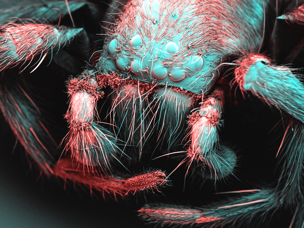 Spider, False Coloured Scanning Electron Micrograph