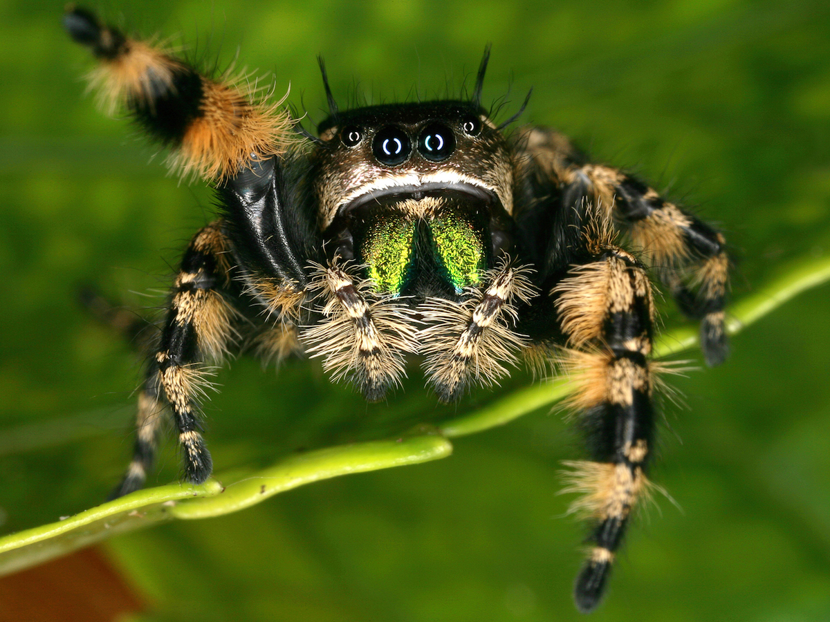Jumping Spiders Pest Profile: Pictures & Information