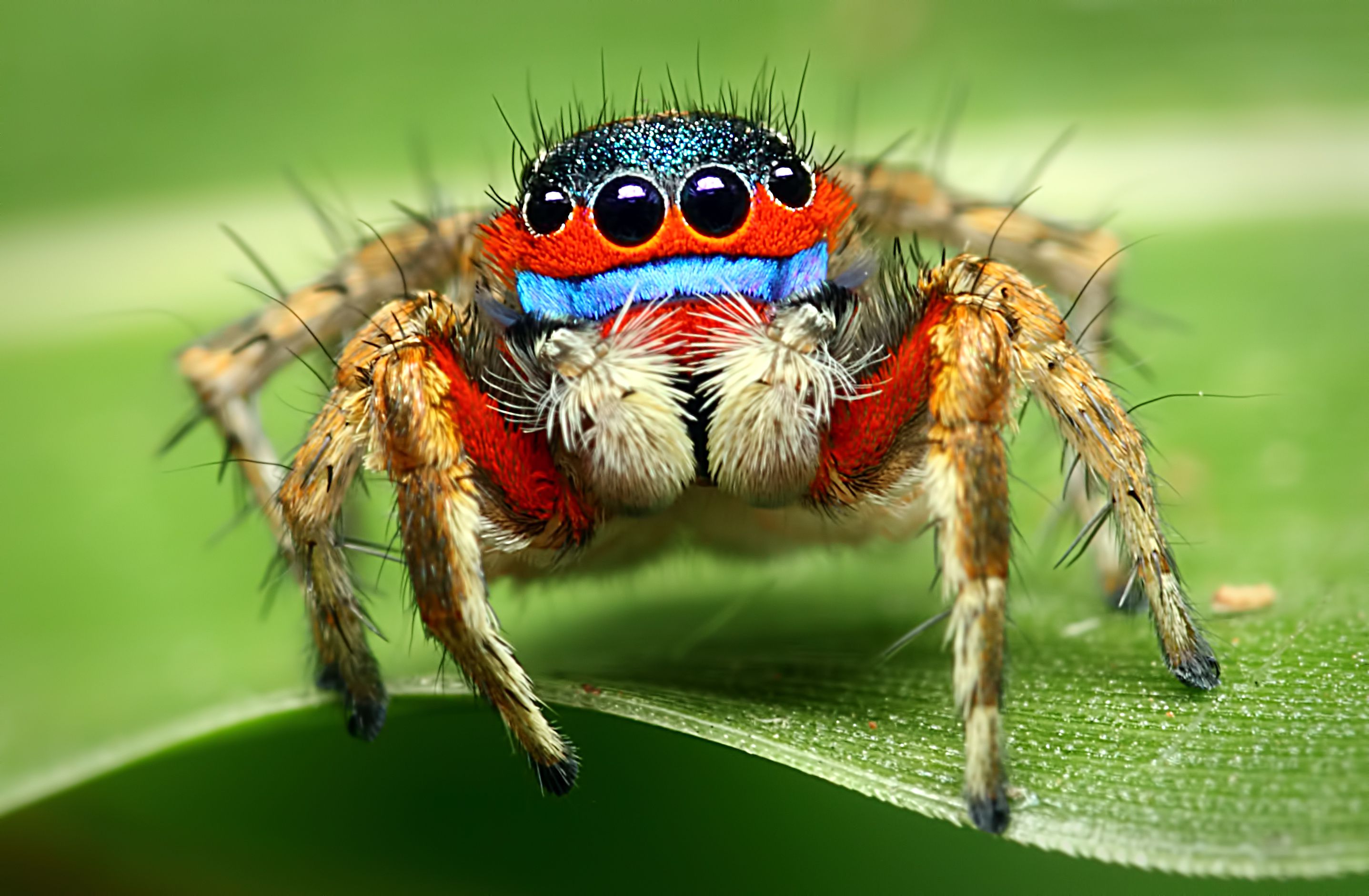 Wild and Crazy Facts About Jumping Spiders