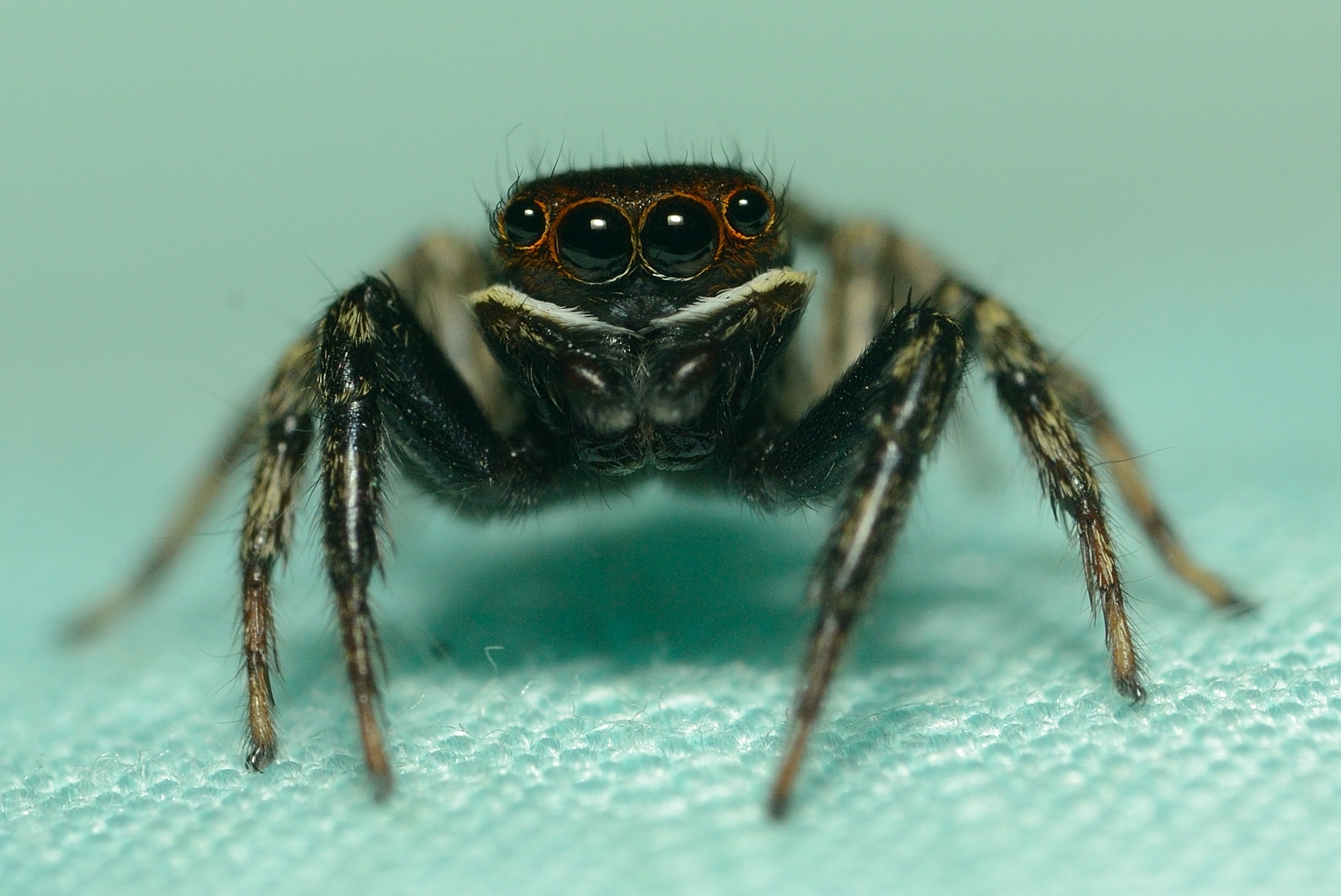 Wallpapers : portrait, India, black, cute, spider, jumping, eyes, Nikon, spiders, insects, colourful, jumpingspider, d7000 2351x1571