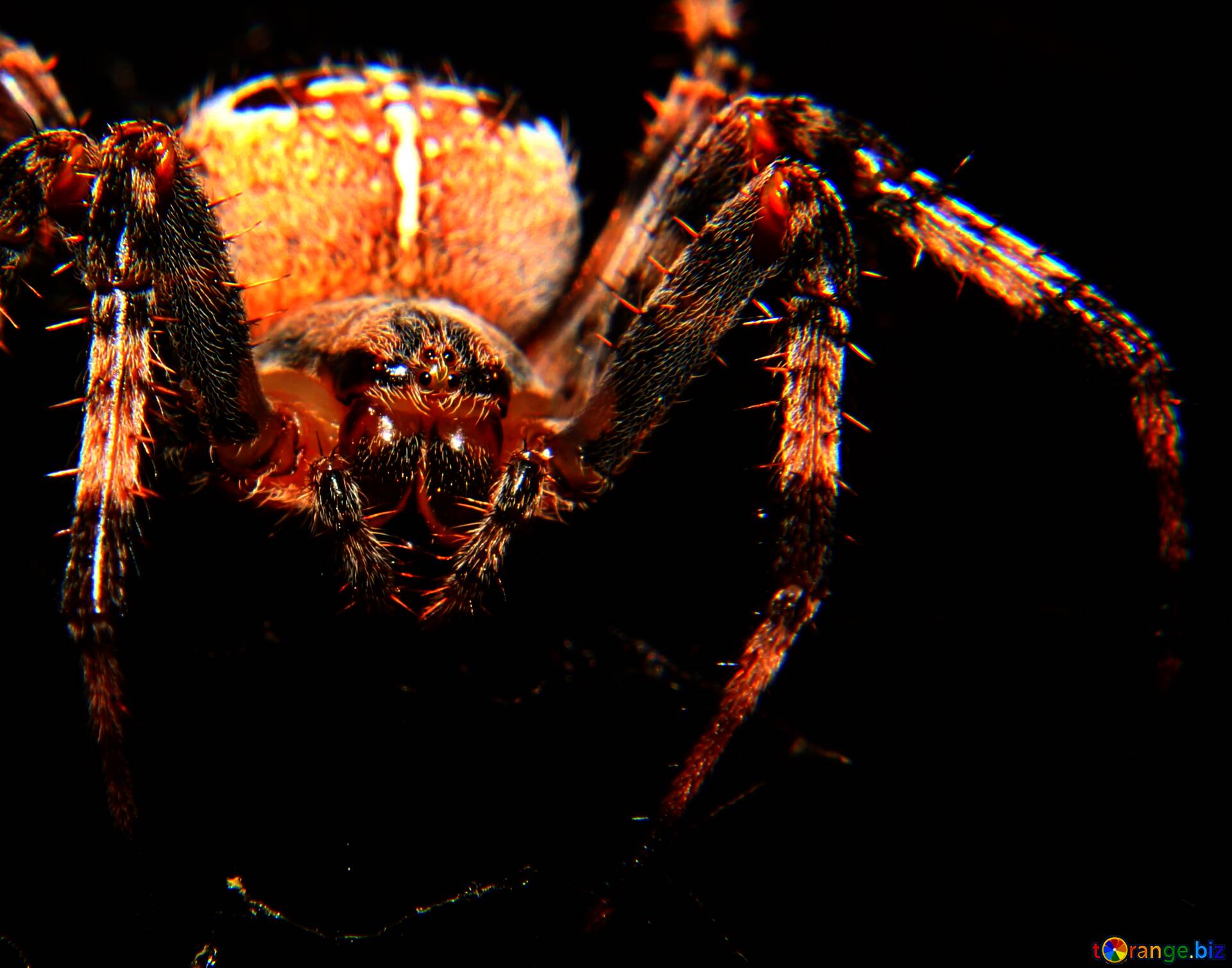 Download Free Picture Spider Hard Dark Colours On CC BY License Free Image Stock TOrange.biz Fx №183795