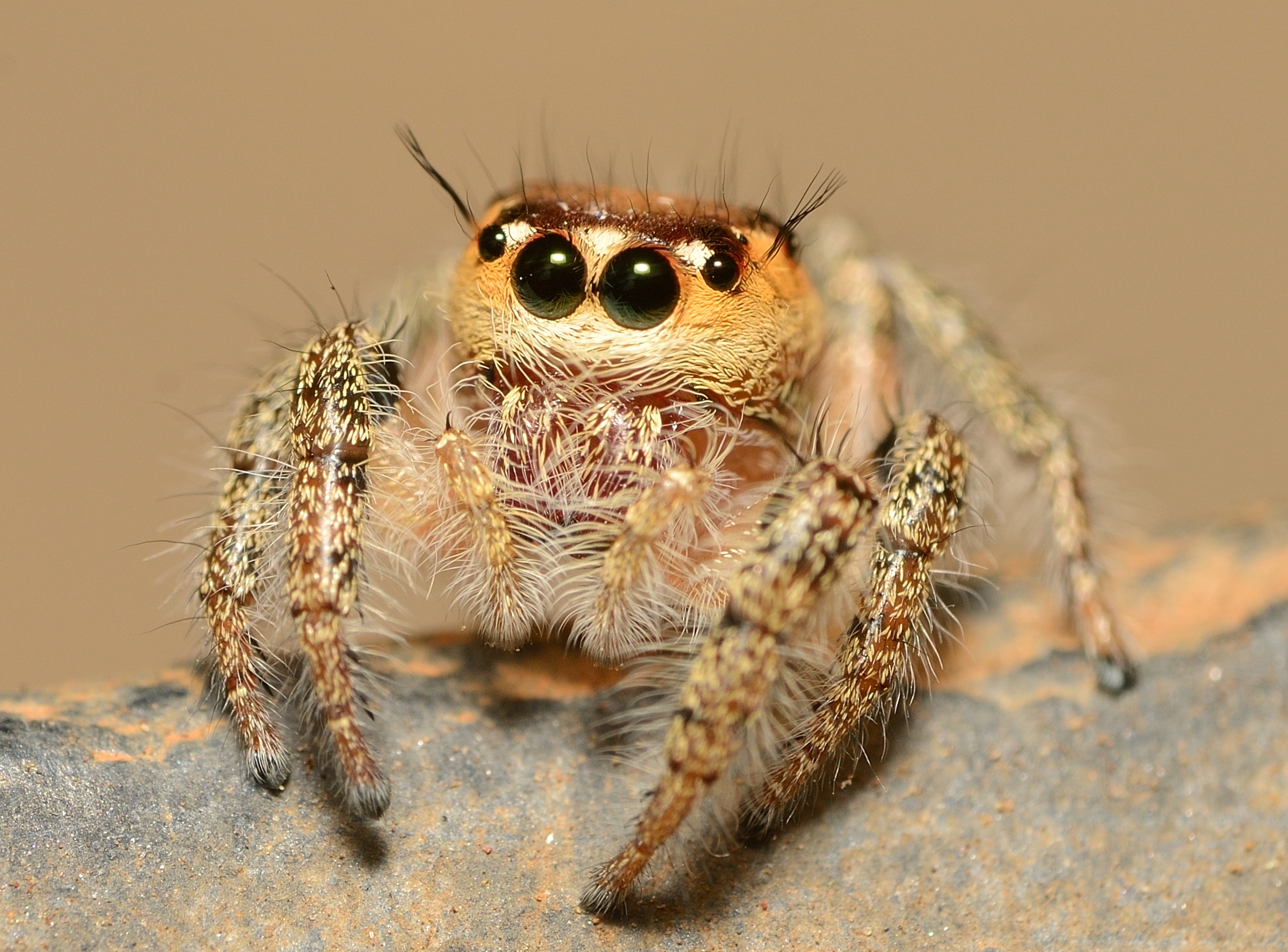 Wallpaper, portrait, India, macro, cute, animals, jumping, eyes, spiders, insects, colourful, d jumpingspidersinindia 2238x1654