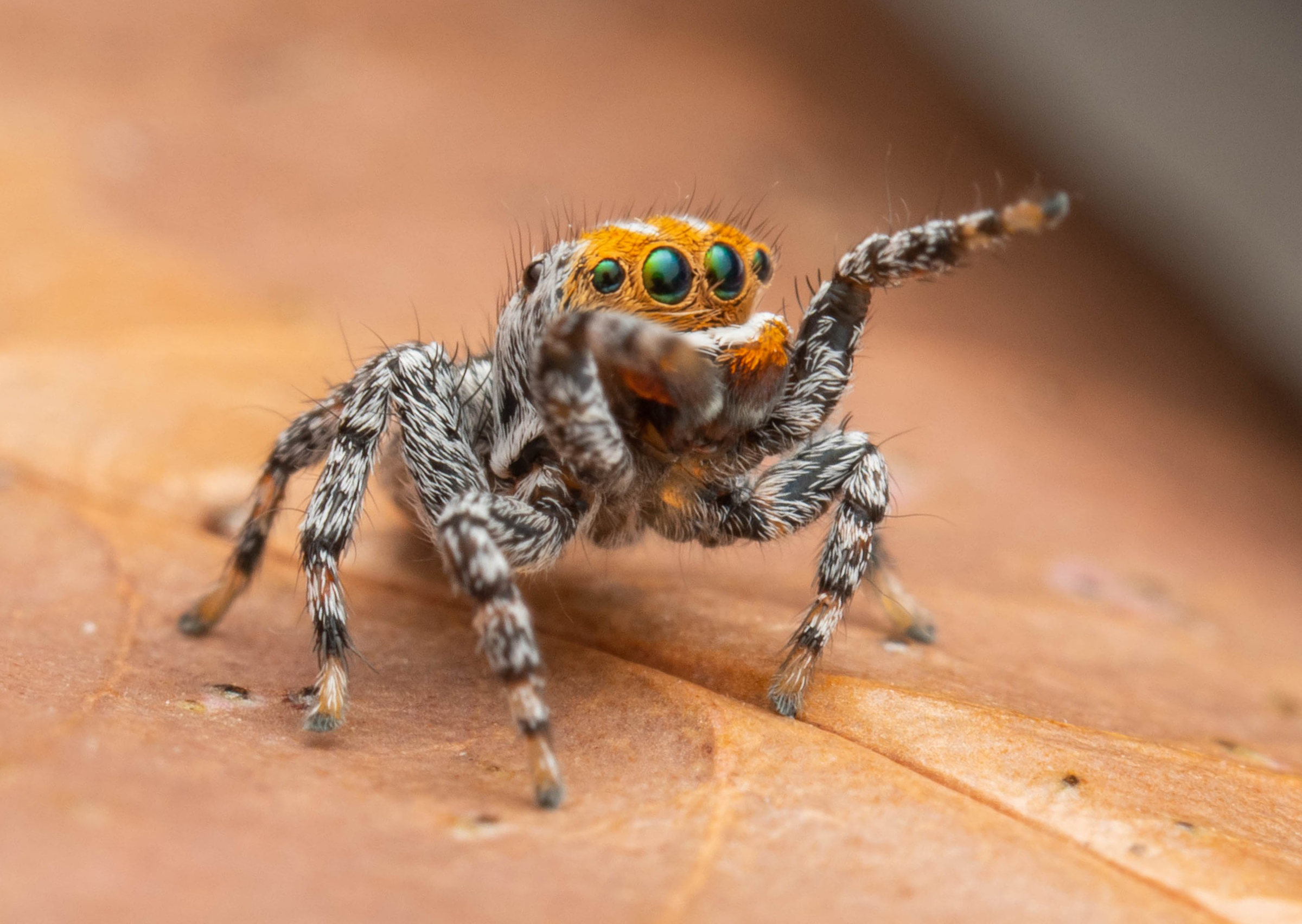 Nemo found: new species of dancing peacock spider named