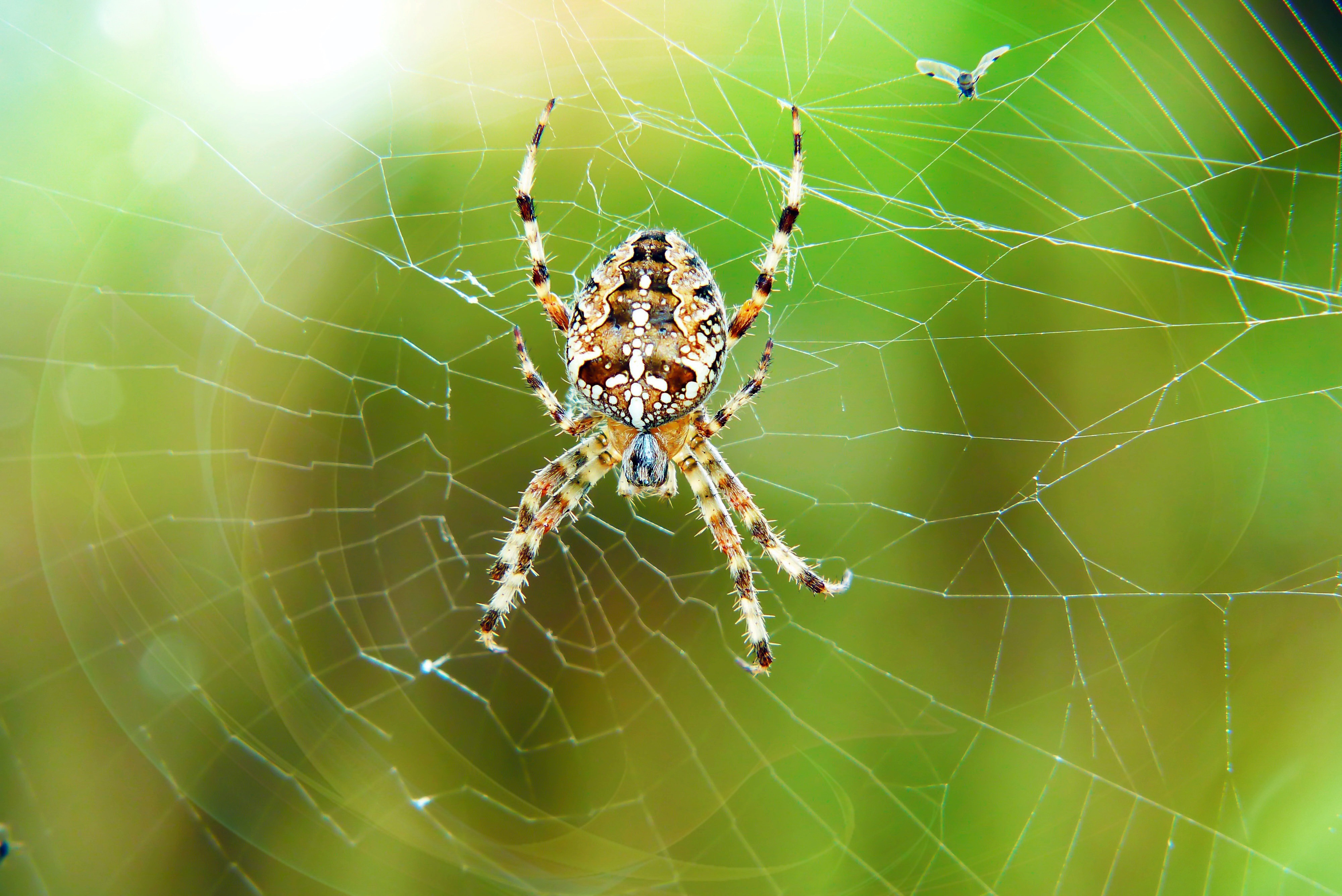 Arachnid Macro Spider Spider Web Wallpaper:4000x2672